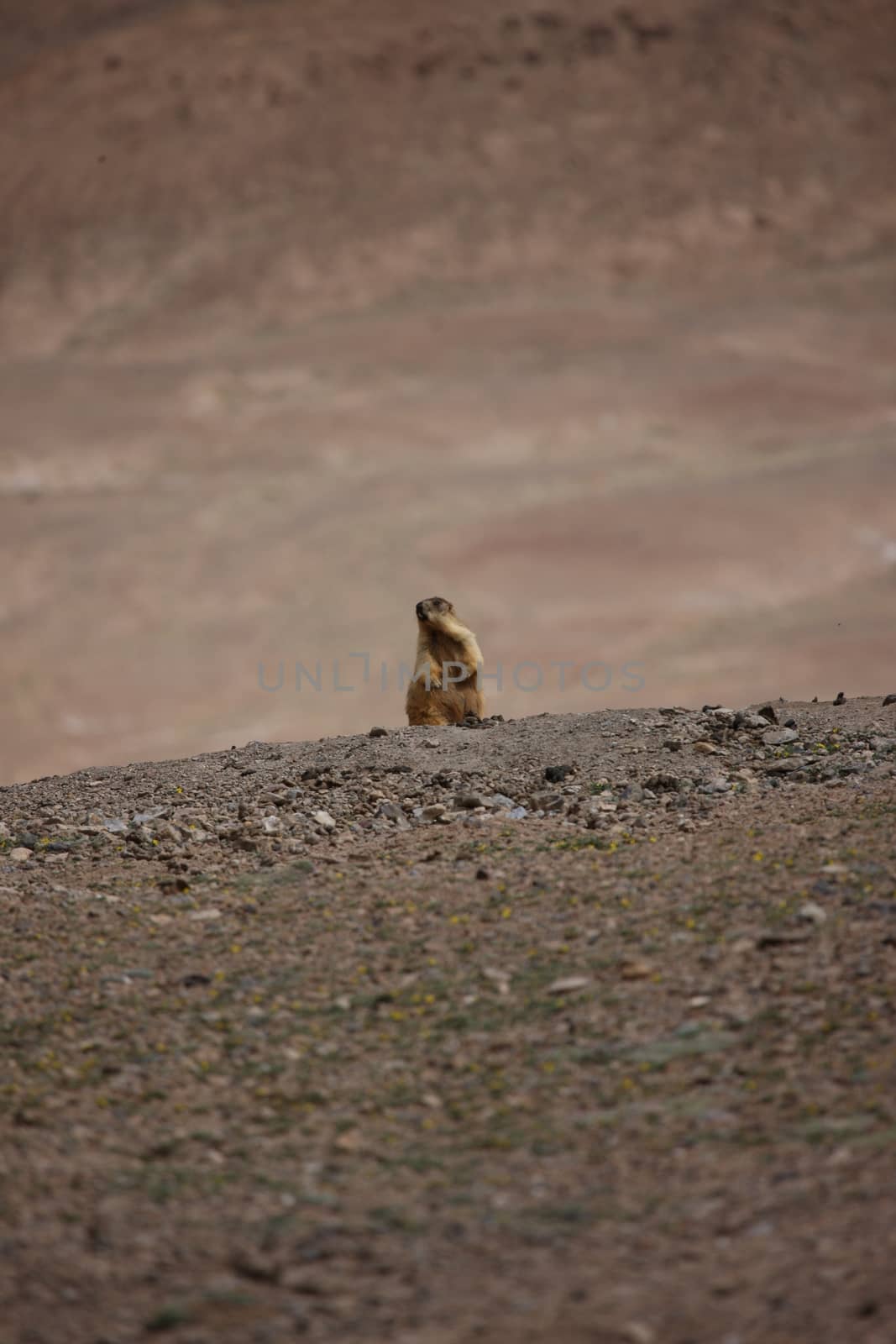 gopher small african mammal animal by desant7474