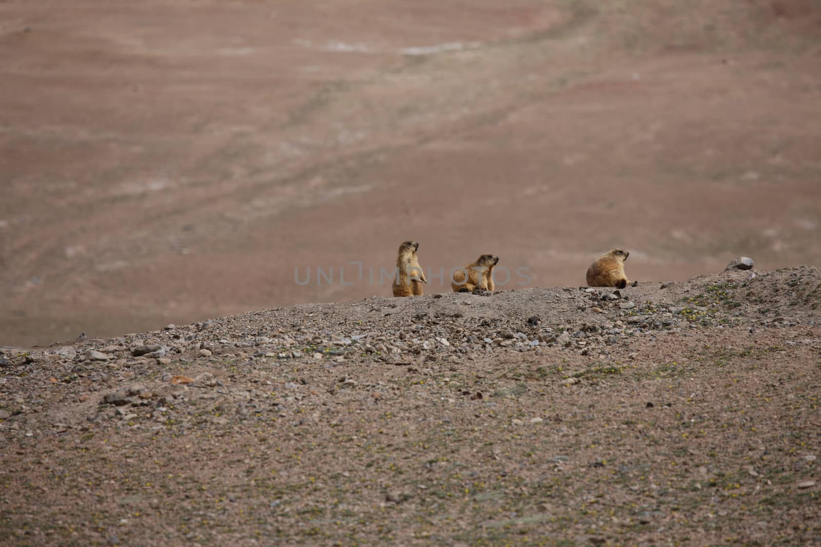 gopher small african mammal animal by desant7474