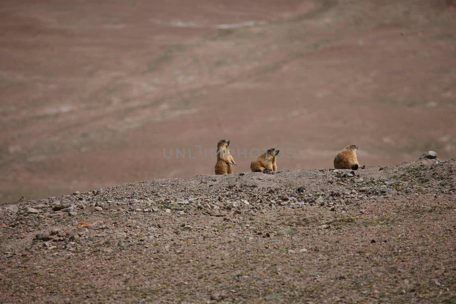 gopher small african mammal animal