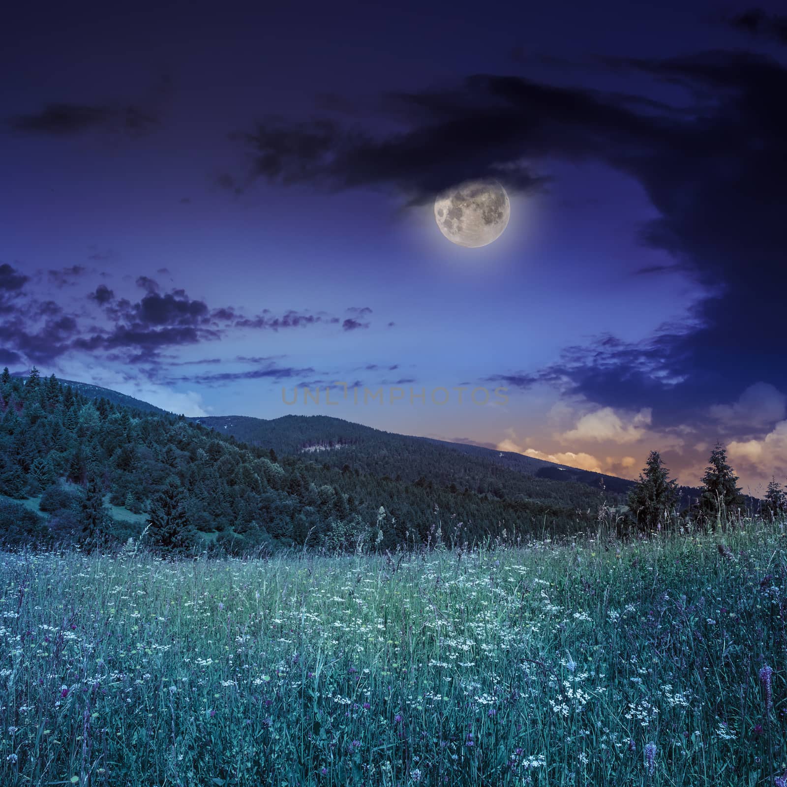 mountain summer landscape. pine trees near meadow and forest on hillside under night sky with clouds in moon light