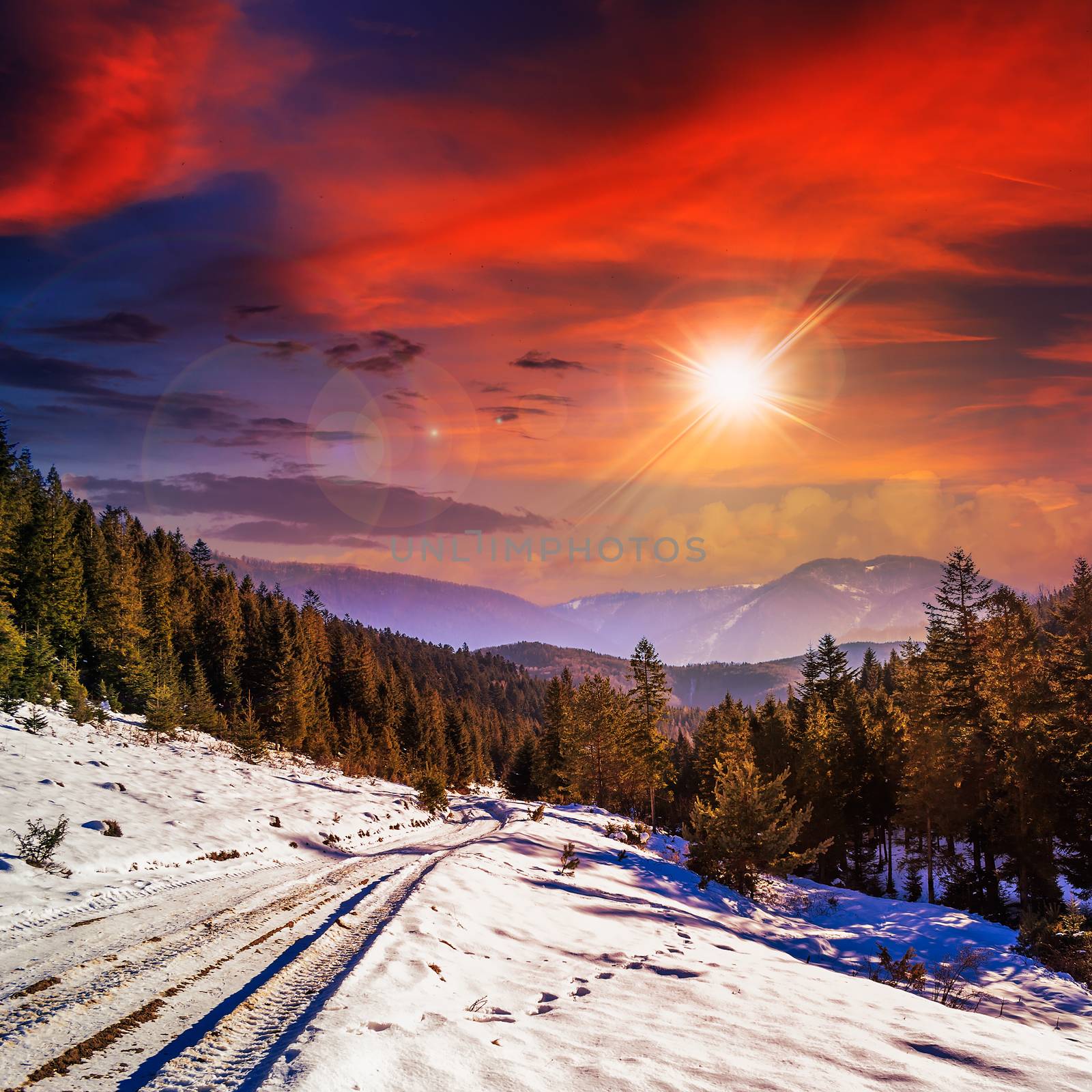 snowy road to coniferous forest in mountains at sunset by Pellinni