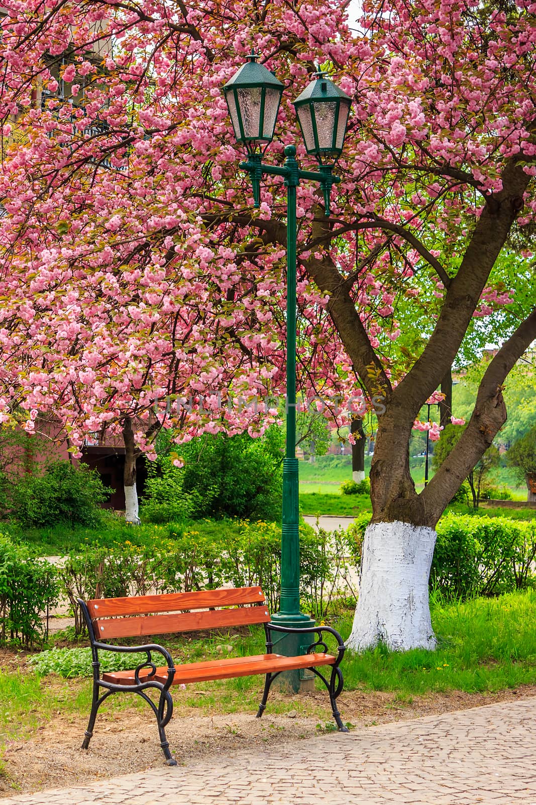 pink blossomed sakura tree near the bench and lantern by Pellinni