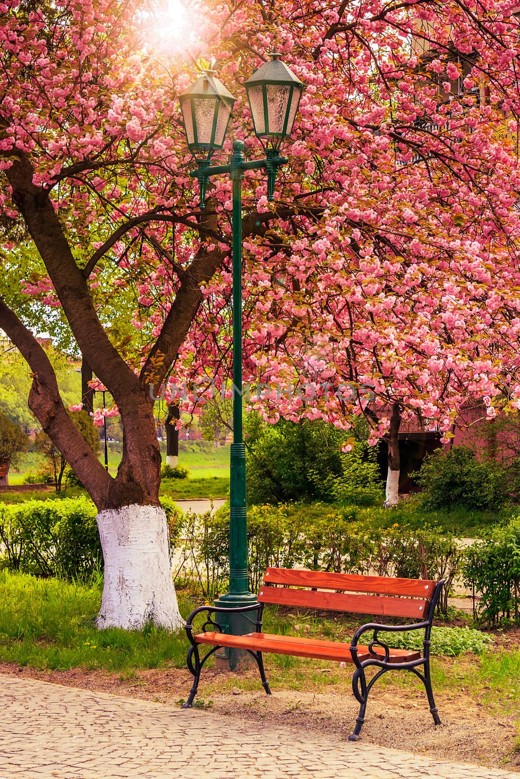 pink blossomed sakura tree near the bench and lantern by Pellinni