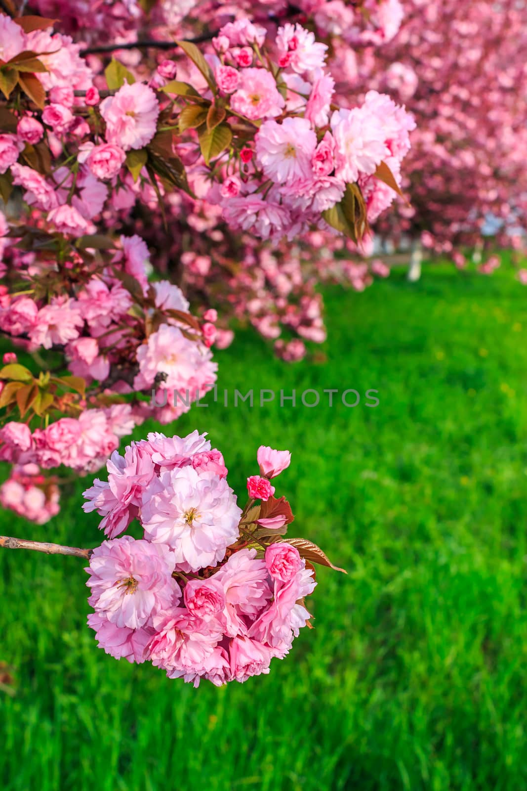 pink flowers on the branches of Japanese sakura blossomed above fresh green grass in spring
