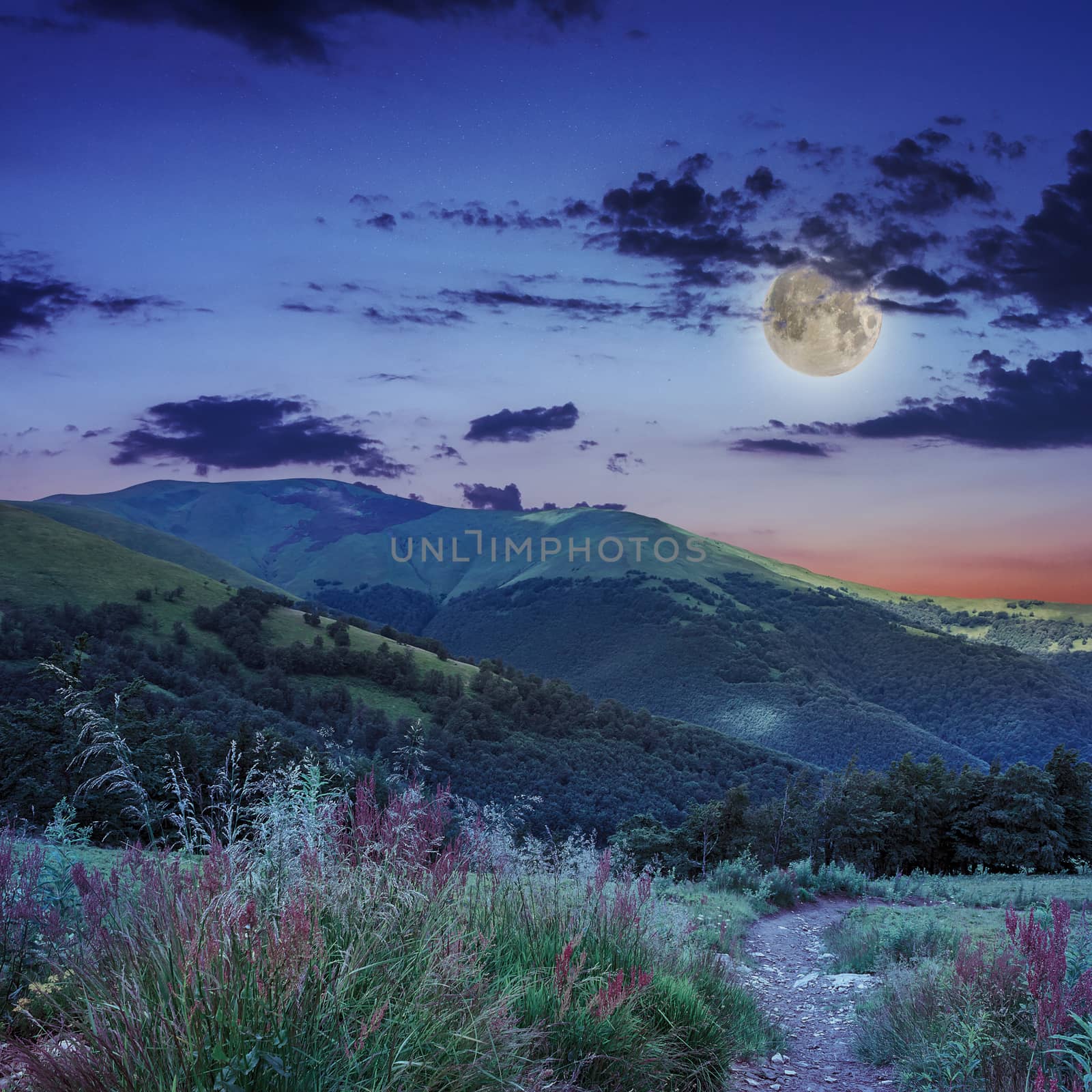 mountain summer landscape. pine trees near meadow and forest on hillside under  sky with clouds in moon light