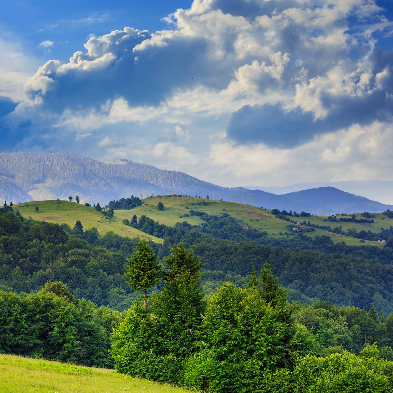  mountain steep slope with coniferous forest