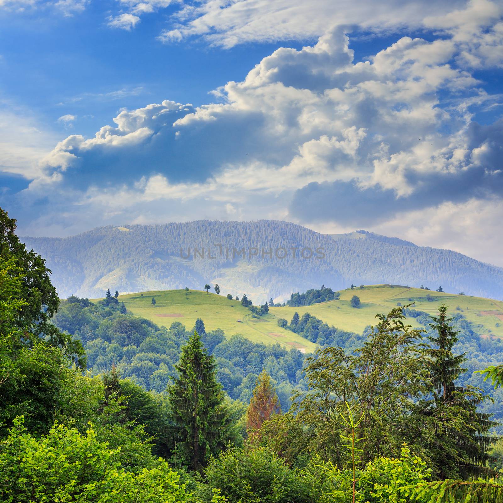 summer landscape.  mountain steep slope with coniferous forest in day light