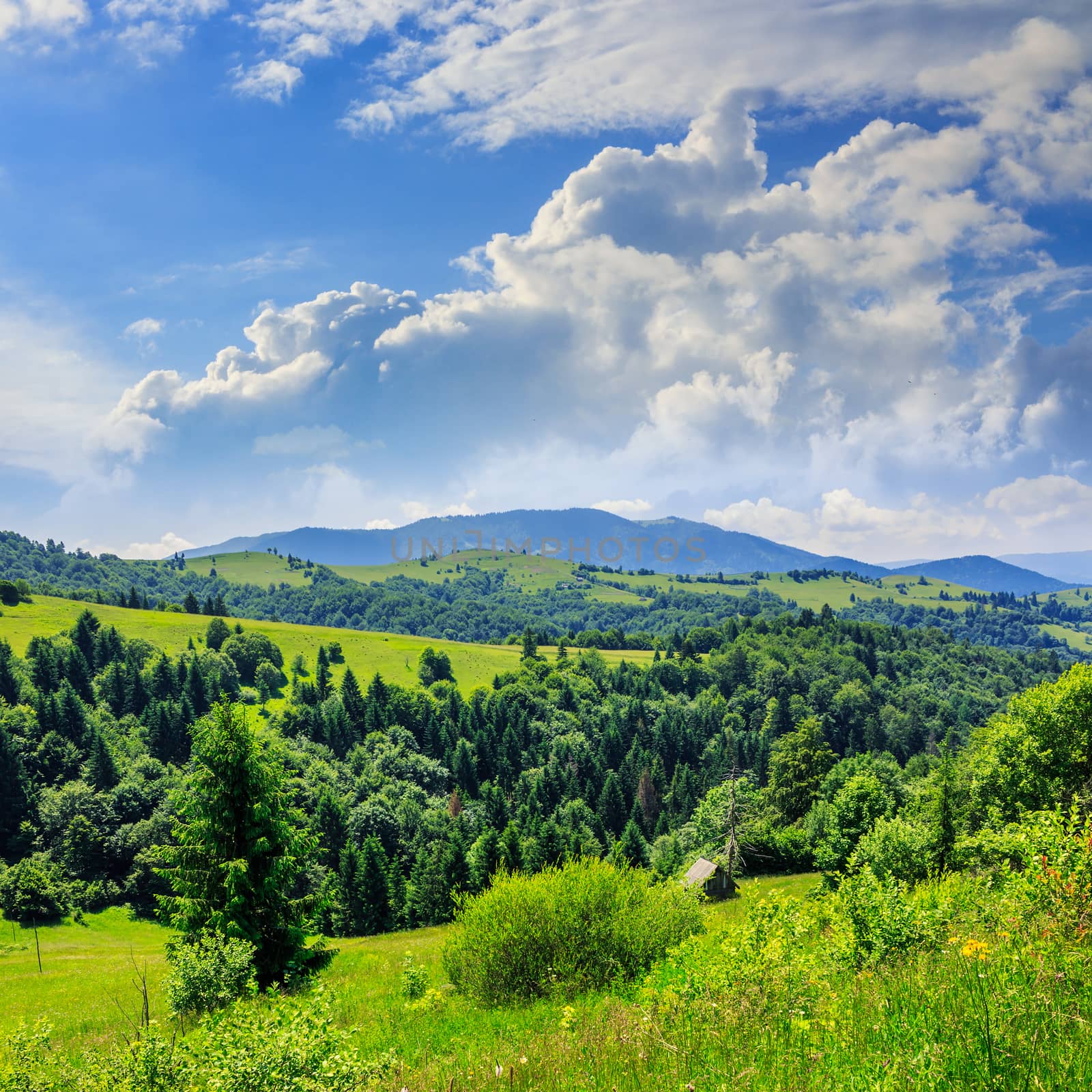 mountain summer landscape. pine trees near meadow and forest on hillside under  sky with clouds