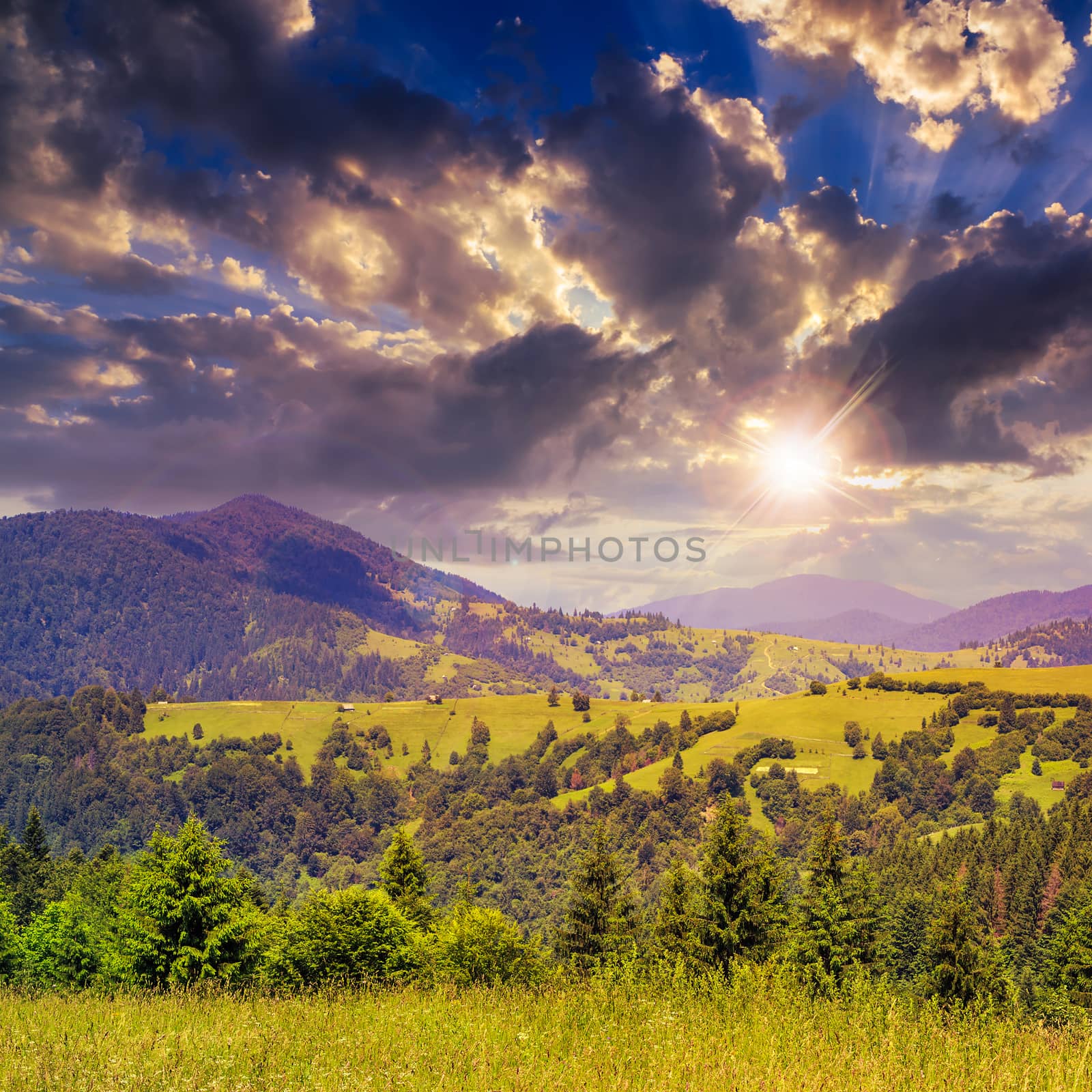 mountain summer landscape. pine trees near meadow and forest on hillside under  sky with clouds at sunset in evening light