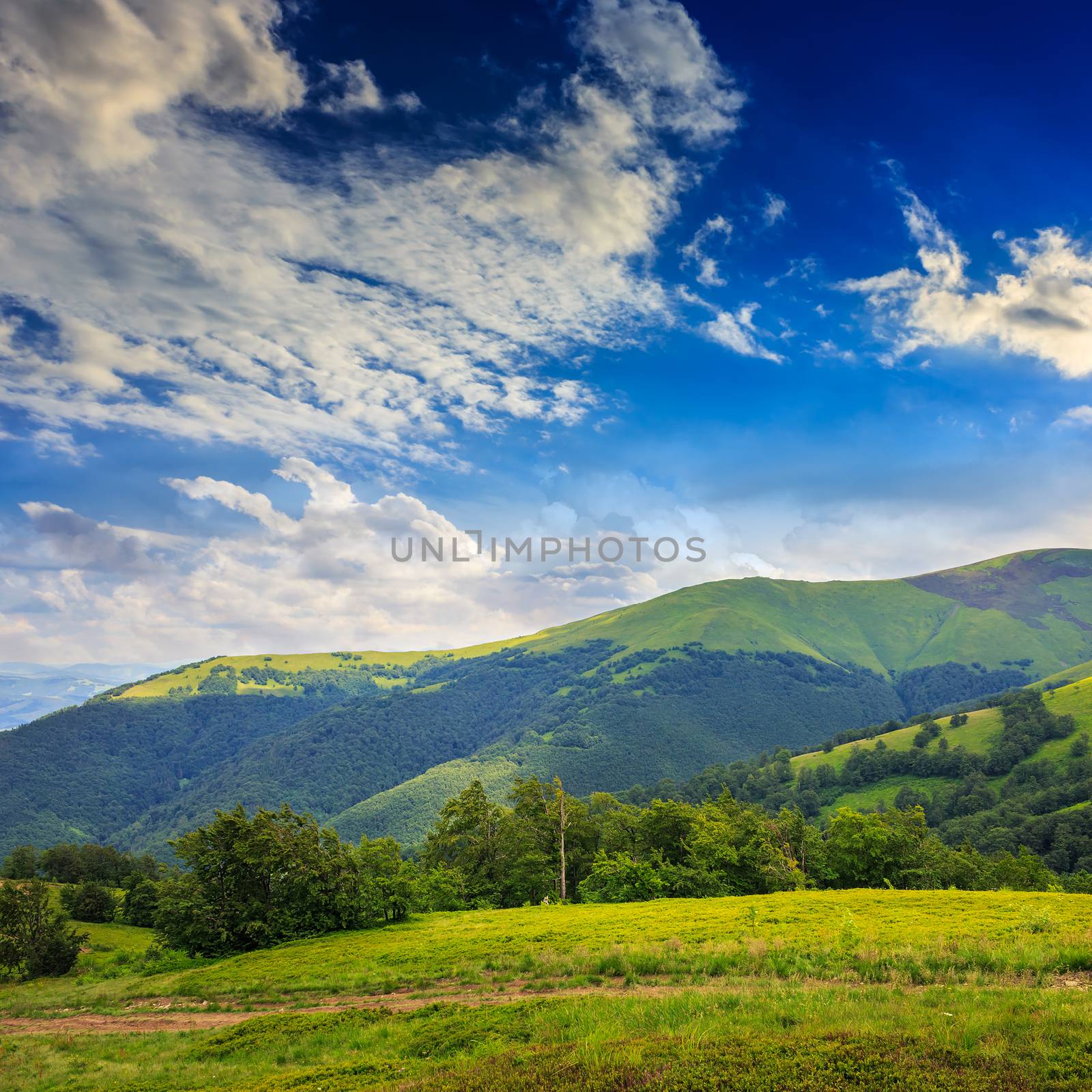 coniferous forest on a steep mountain slope by Pellinni