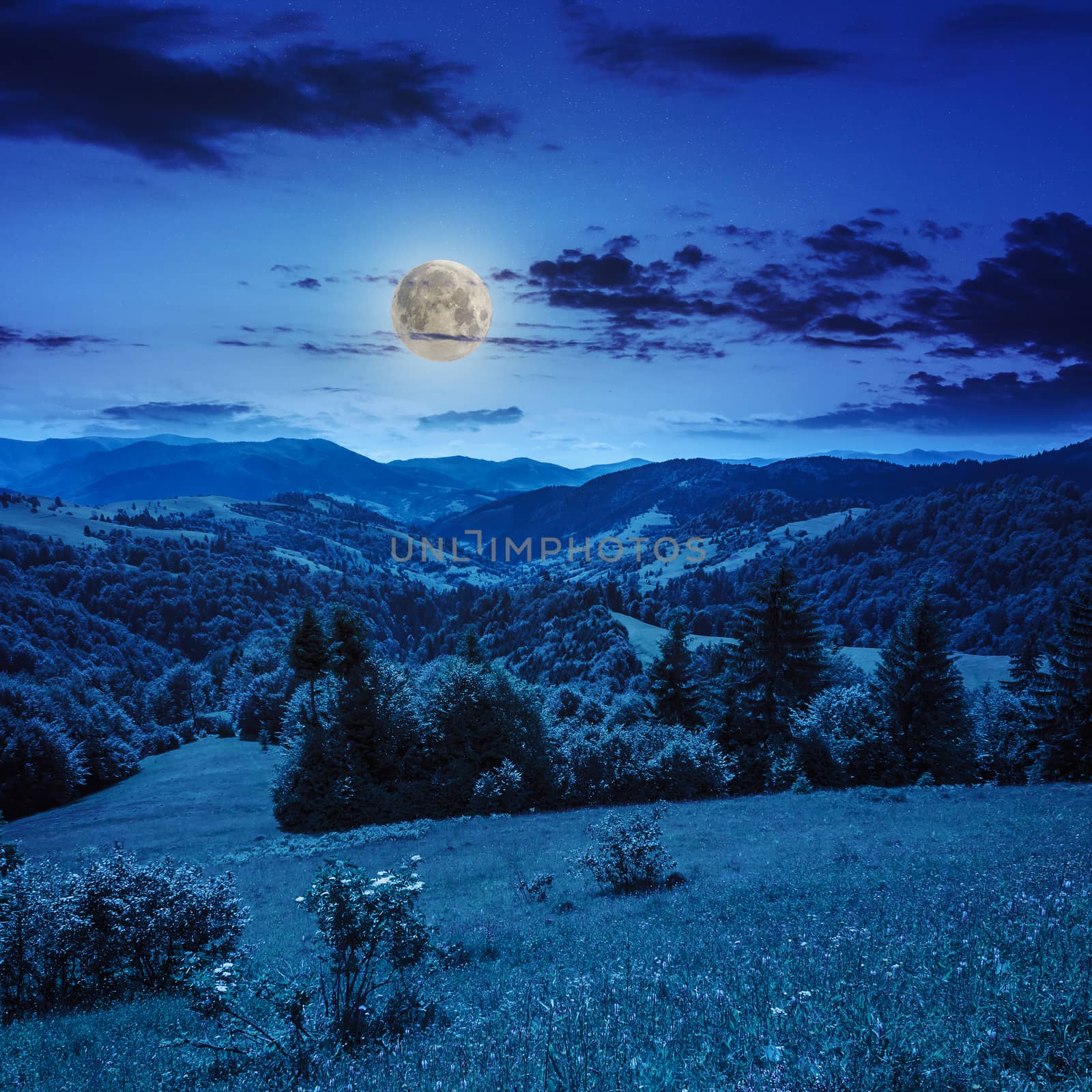 mountain summer landscape. pine trees near meadow and forest on hillside under  sky with clouds at night in moon light