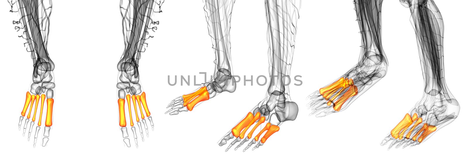 3d render medical illustration of the metatarsal bones