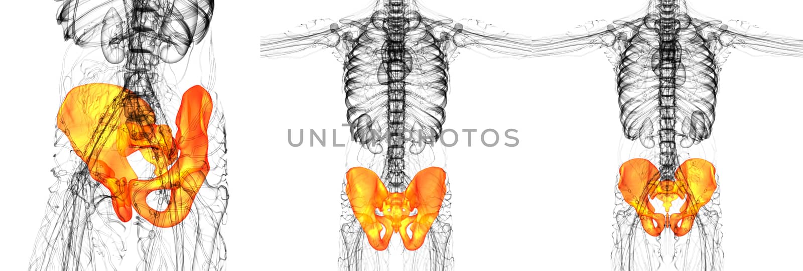 3D rendering medical illustration of the pelvis bone