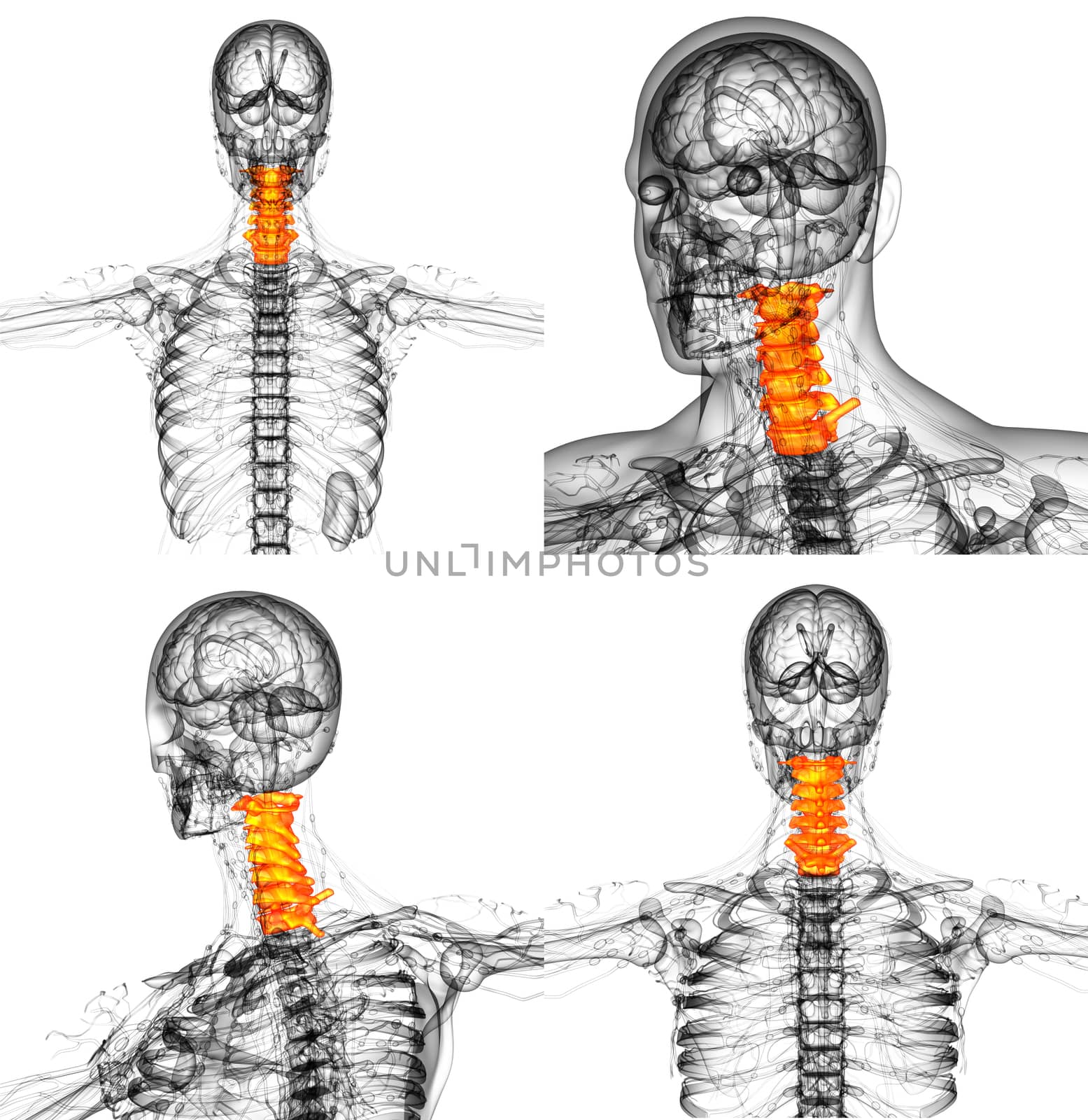 3d render medical illustration of the neck bone