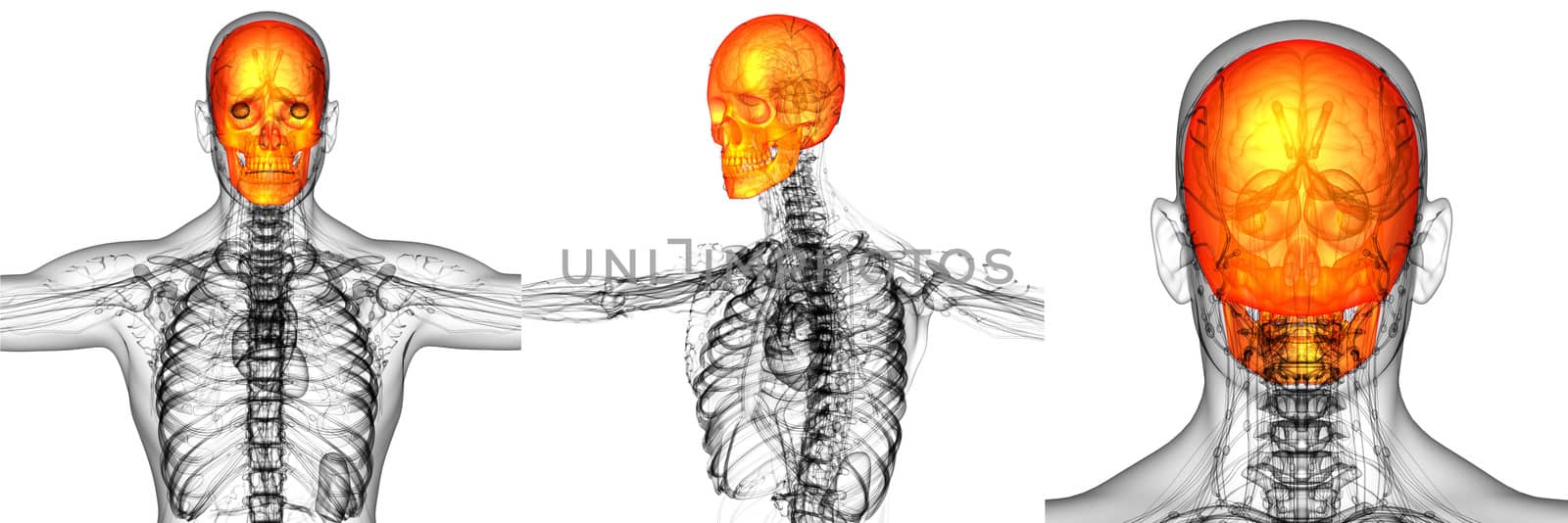 3D rendering medical illustration of the skull bone