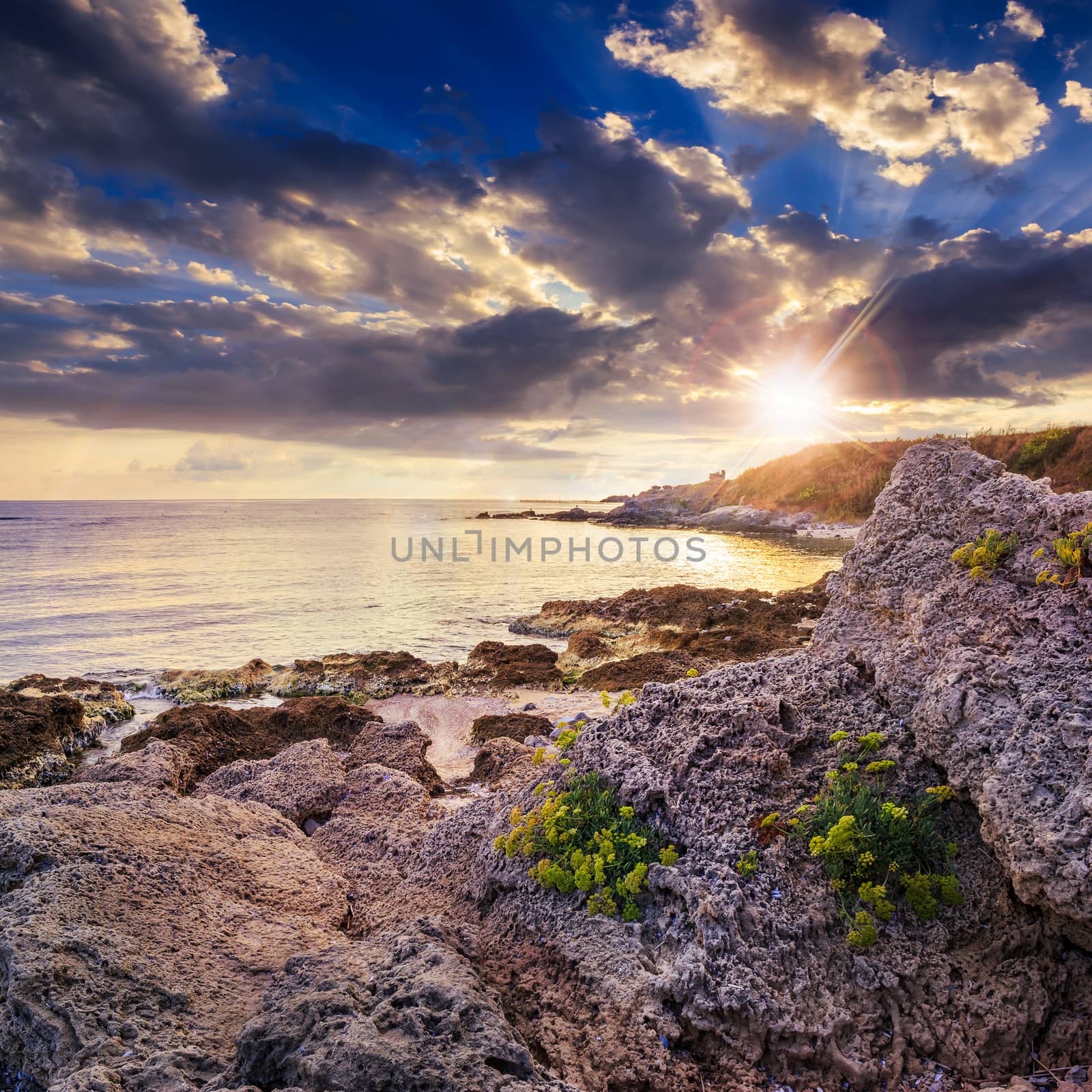 yellow flowers on boulsers by the sea at sunset by Pellinni