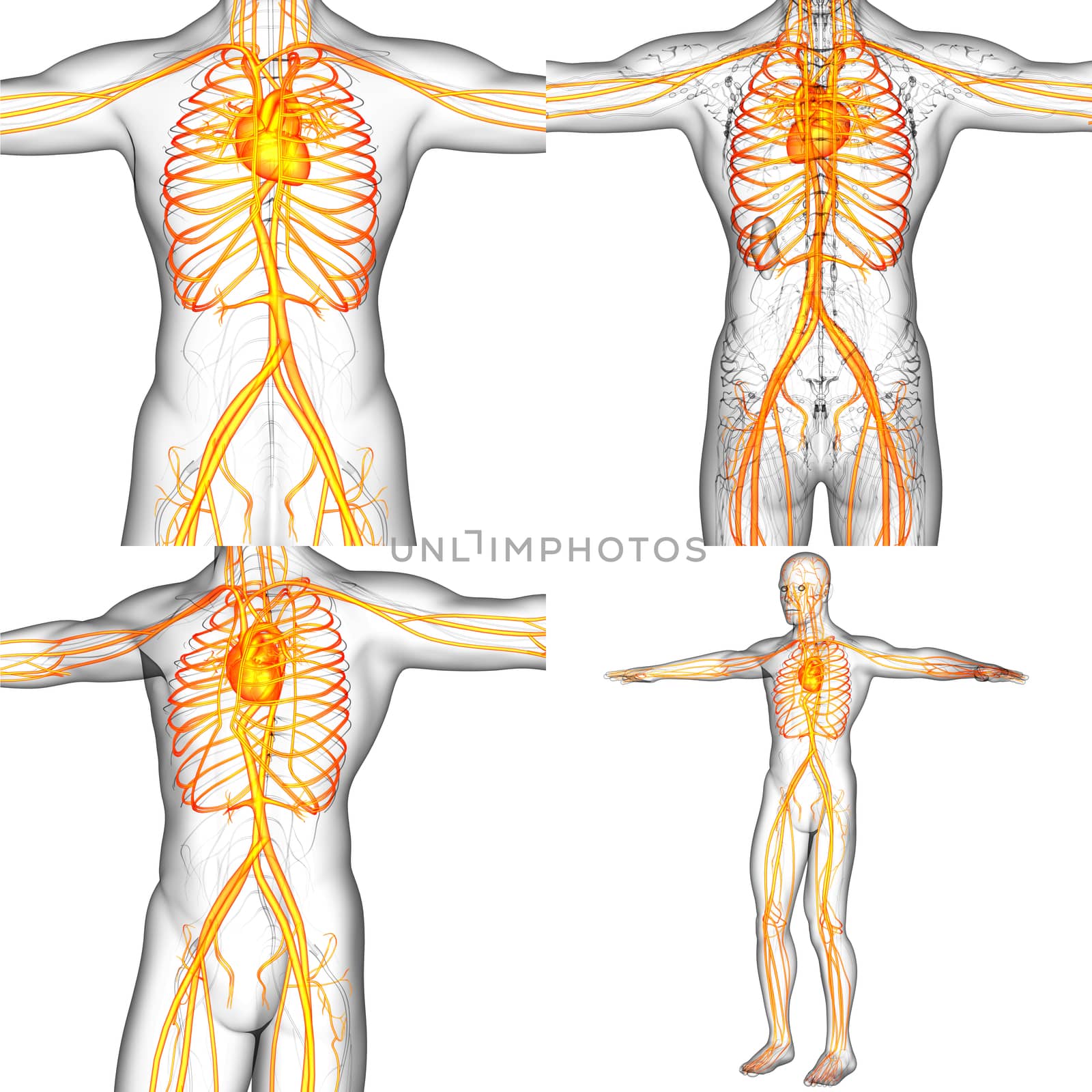 3D rendering medical illustration of the human vascular system  