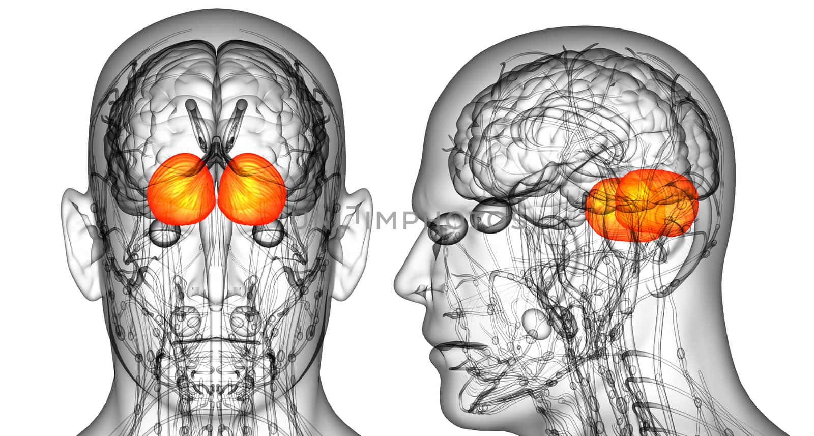 3D rendering medical illustration of the human brain cerebrum 