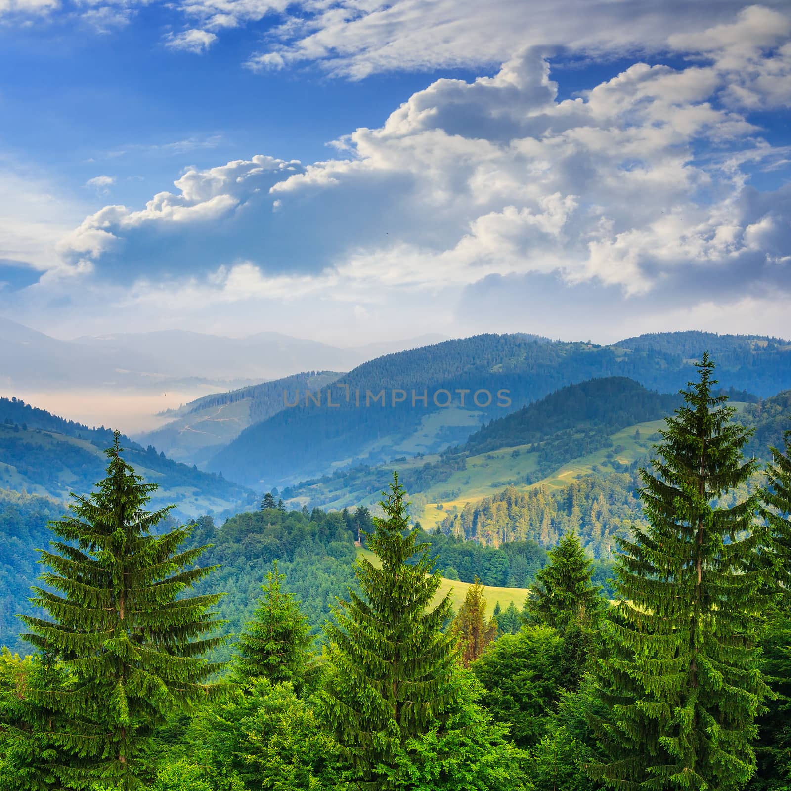 mountain landscape pine trees near valley and colorful forest on hillside under blue sky with clouds and fog