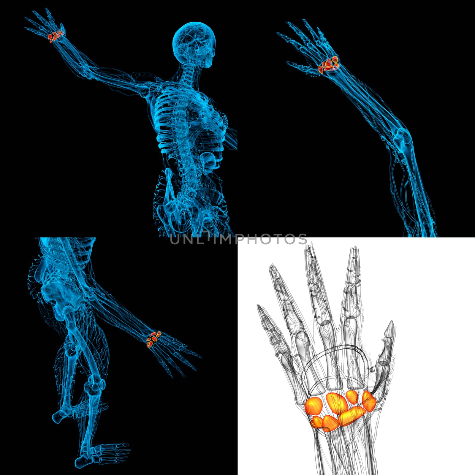 3D rendering illustration of the human carpal bones 