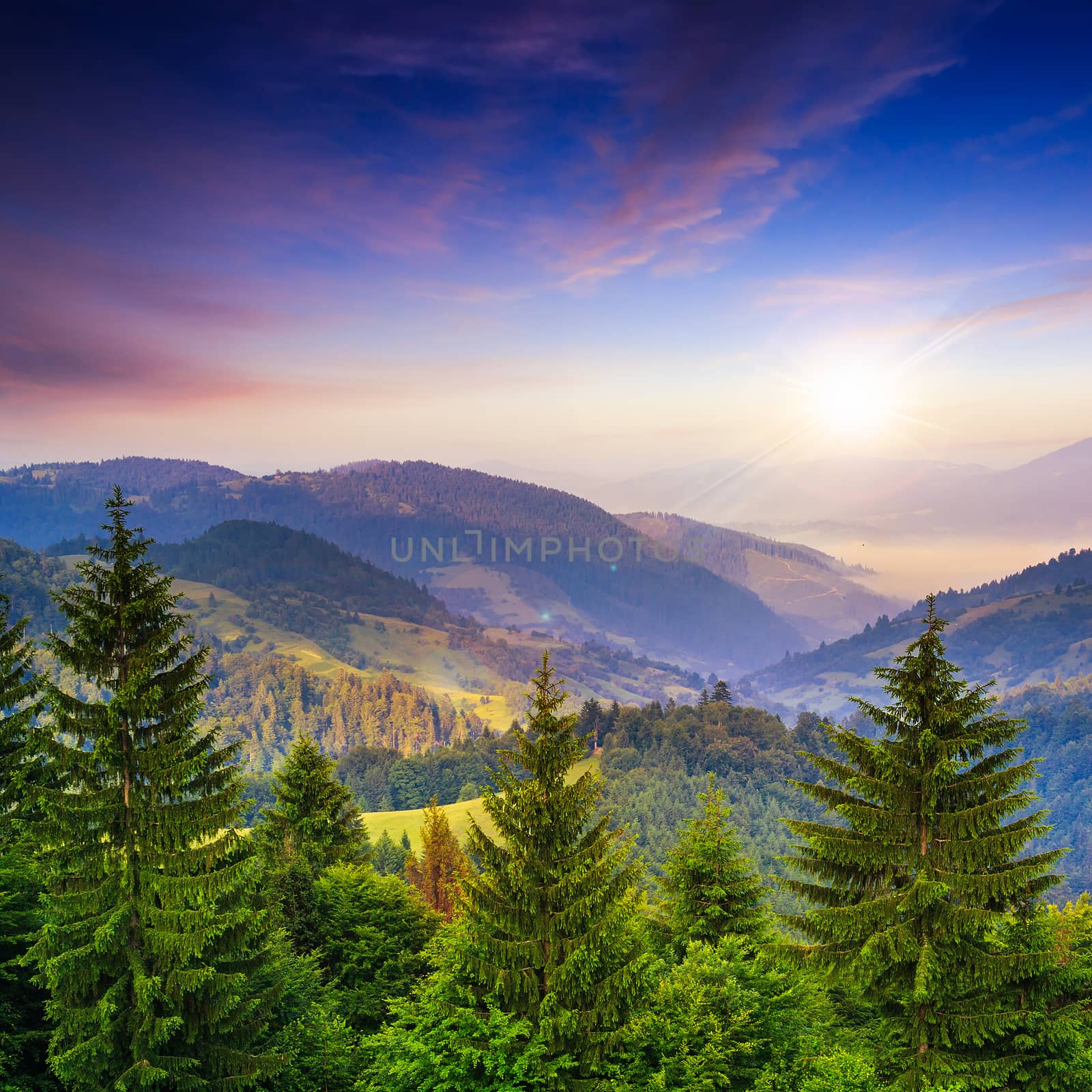 pine trees near valley in mountains and summer forest on hillsid by Pellinni