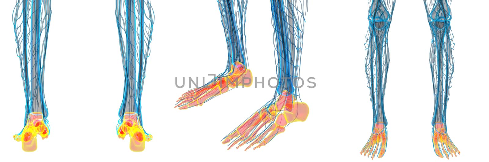 3d rendering medical illustration of the feet bone