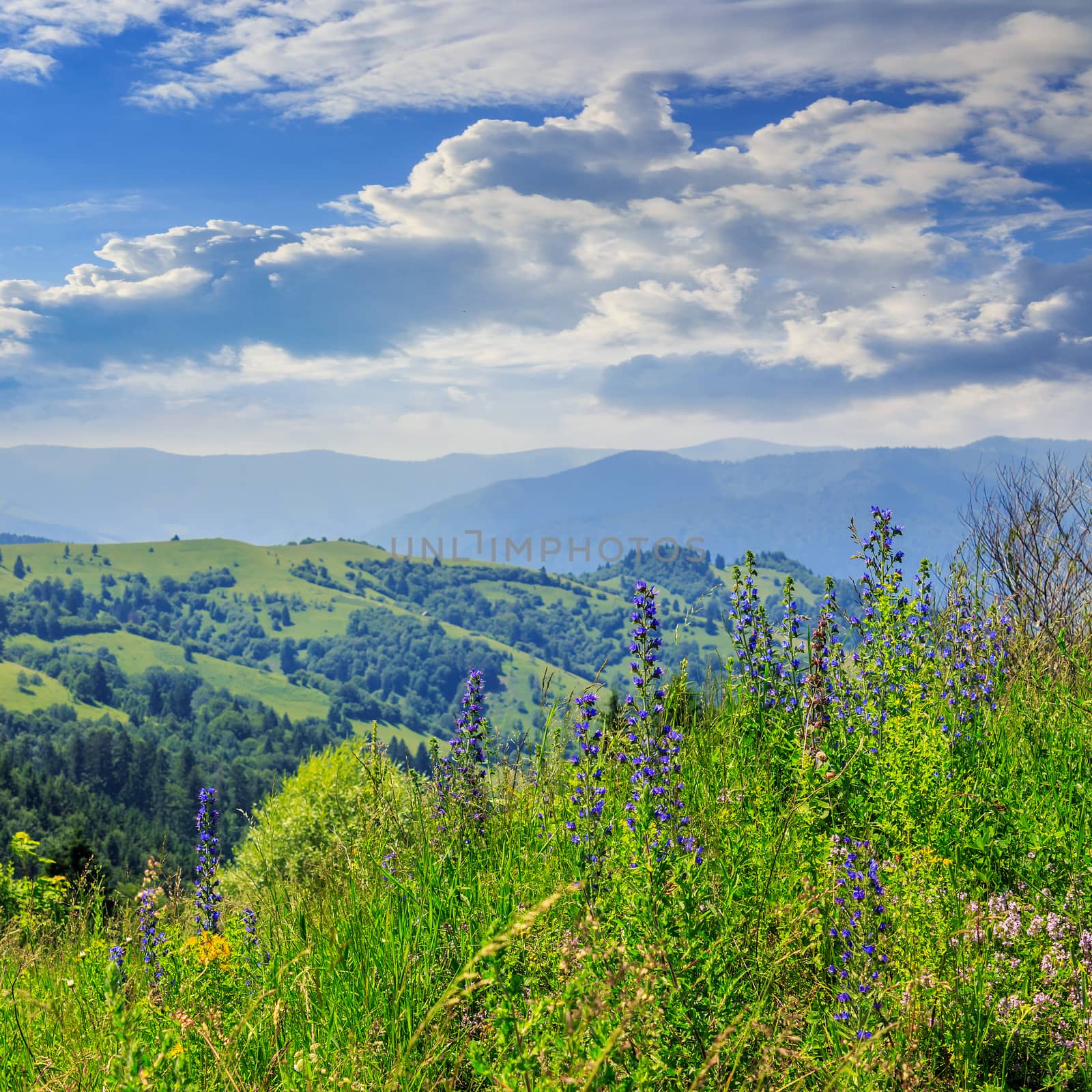 high wild grass and purple flowers at the top of the mountain