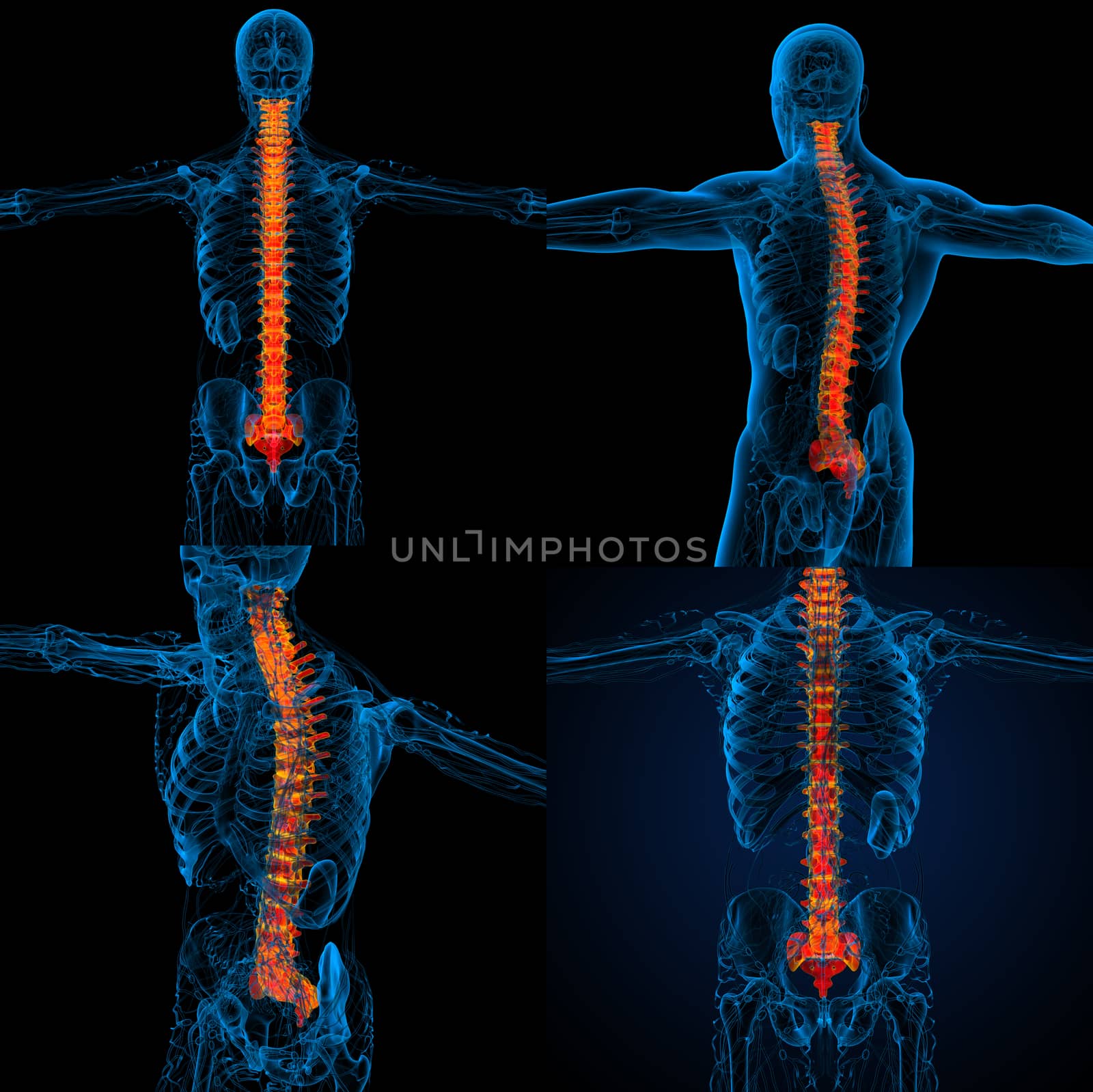 3d rendering medical illustration of the human spine 