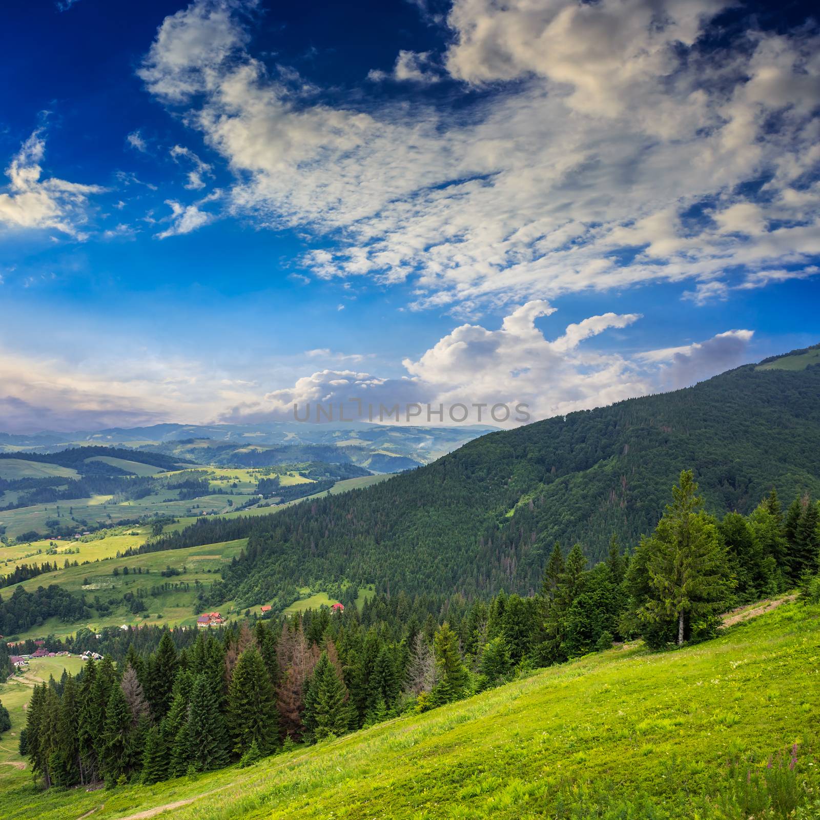 coniferous forest on a mountain slope by Pellinni