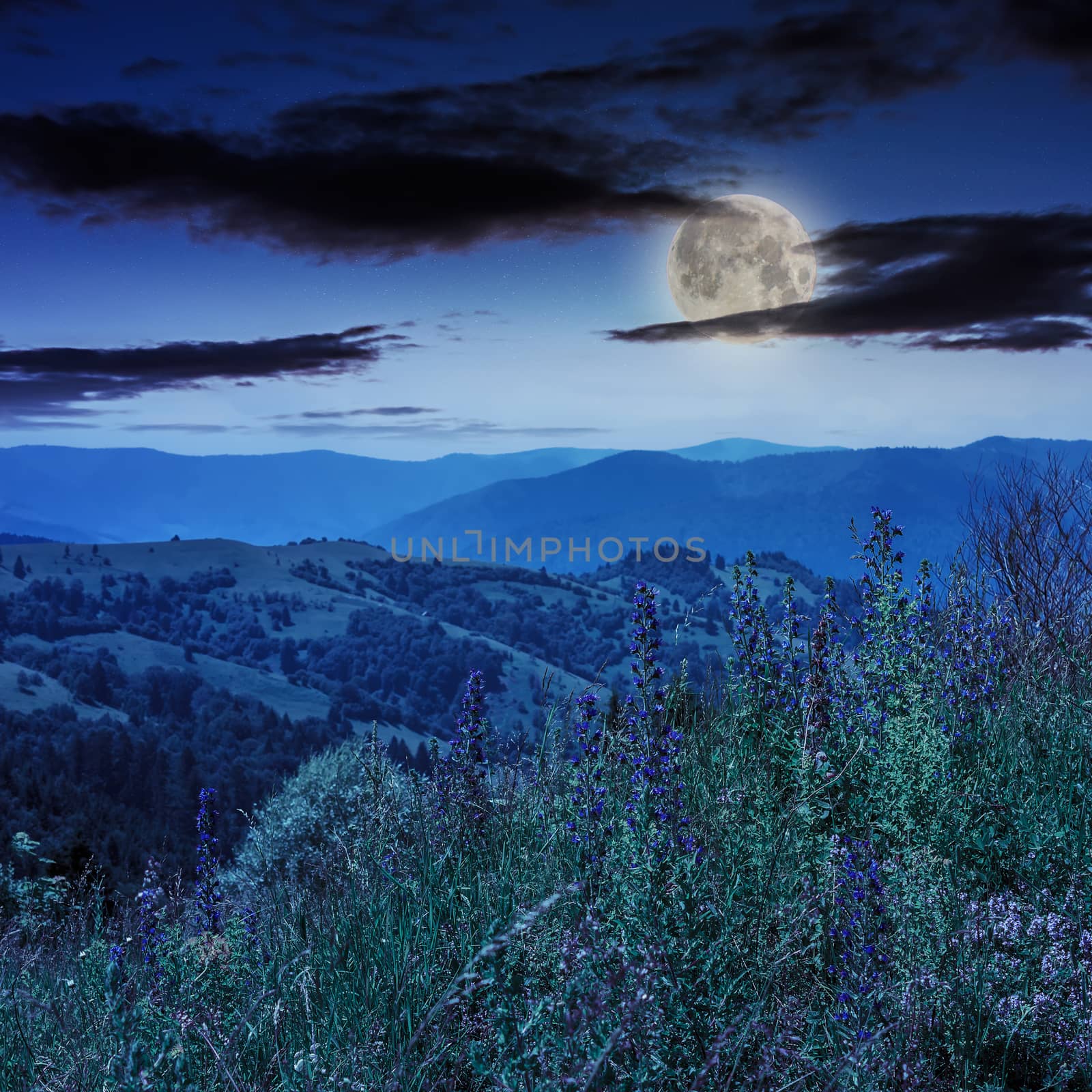 high wild plants at the mountain top at night by Pellinni