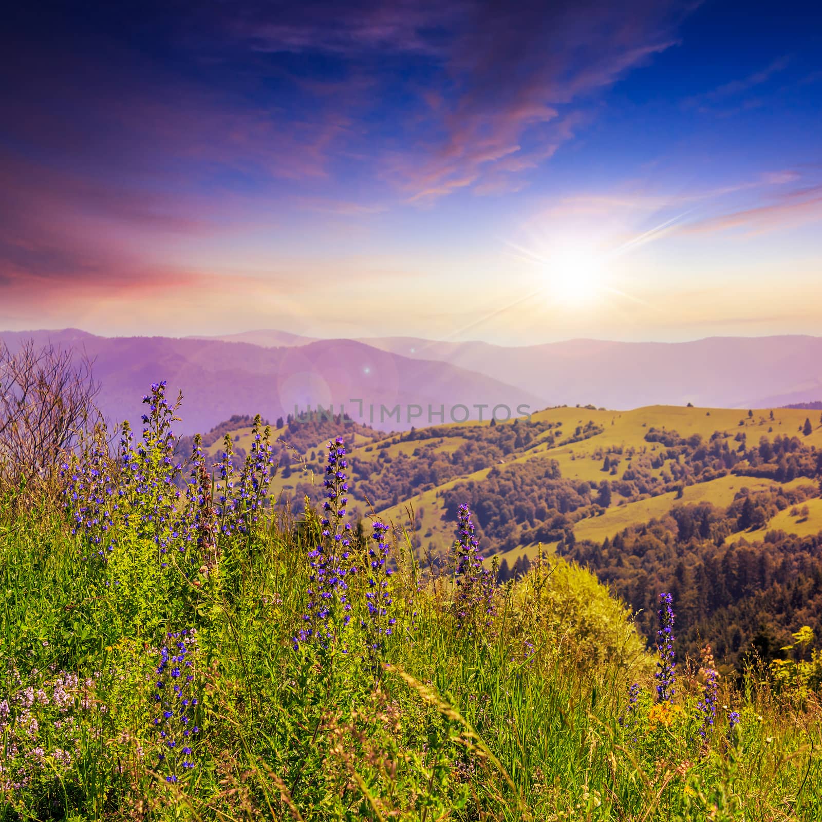 high wild grass and purple flowers at the top of the mountain at sunset