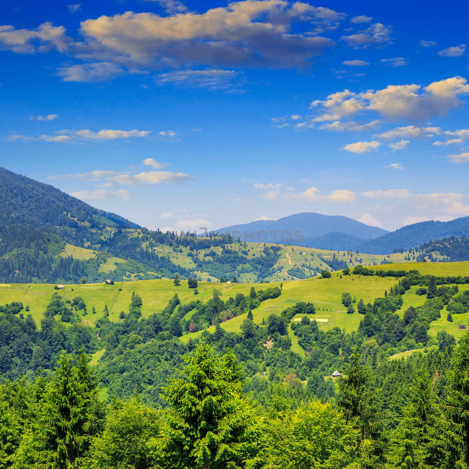 coniferous forest on a  mountain slope by Pellinni