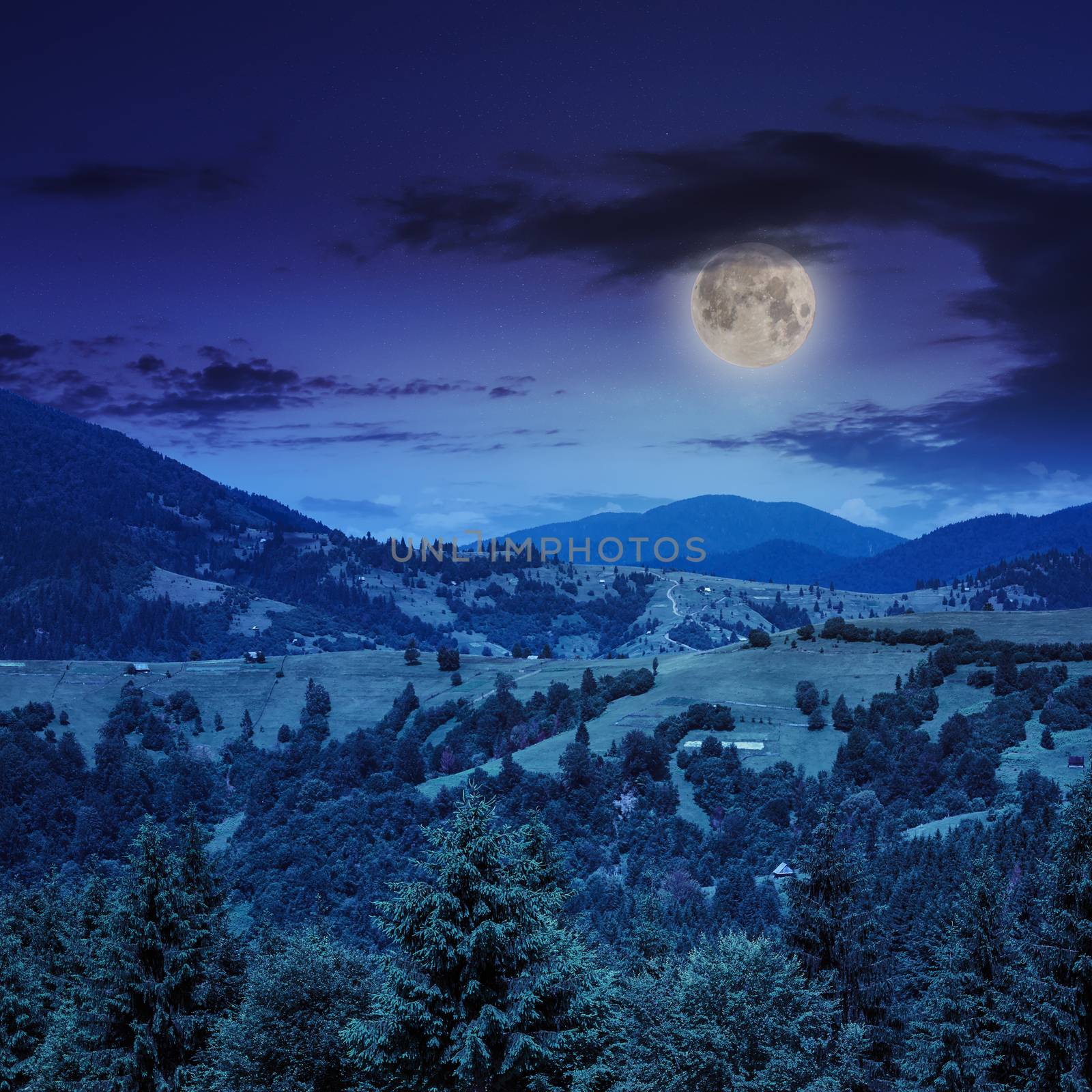 coniferous forest on a  mountain slope at night by Pellinni