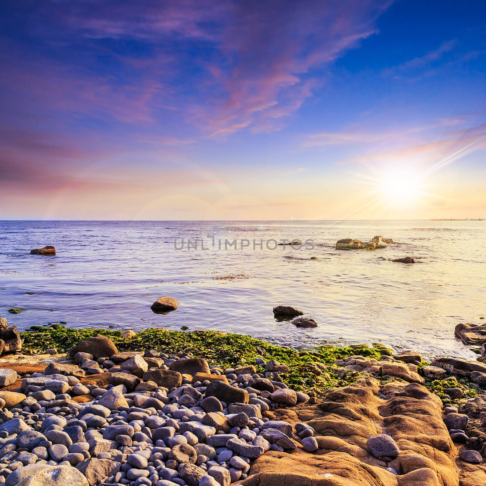 sea wave touch the coast and bring seaweed at sunset