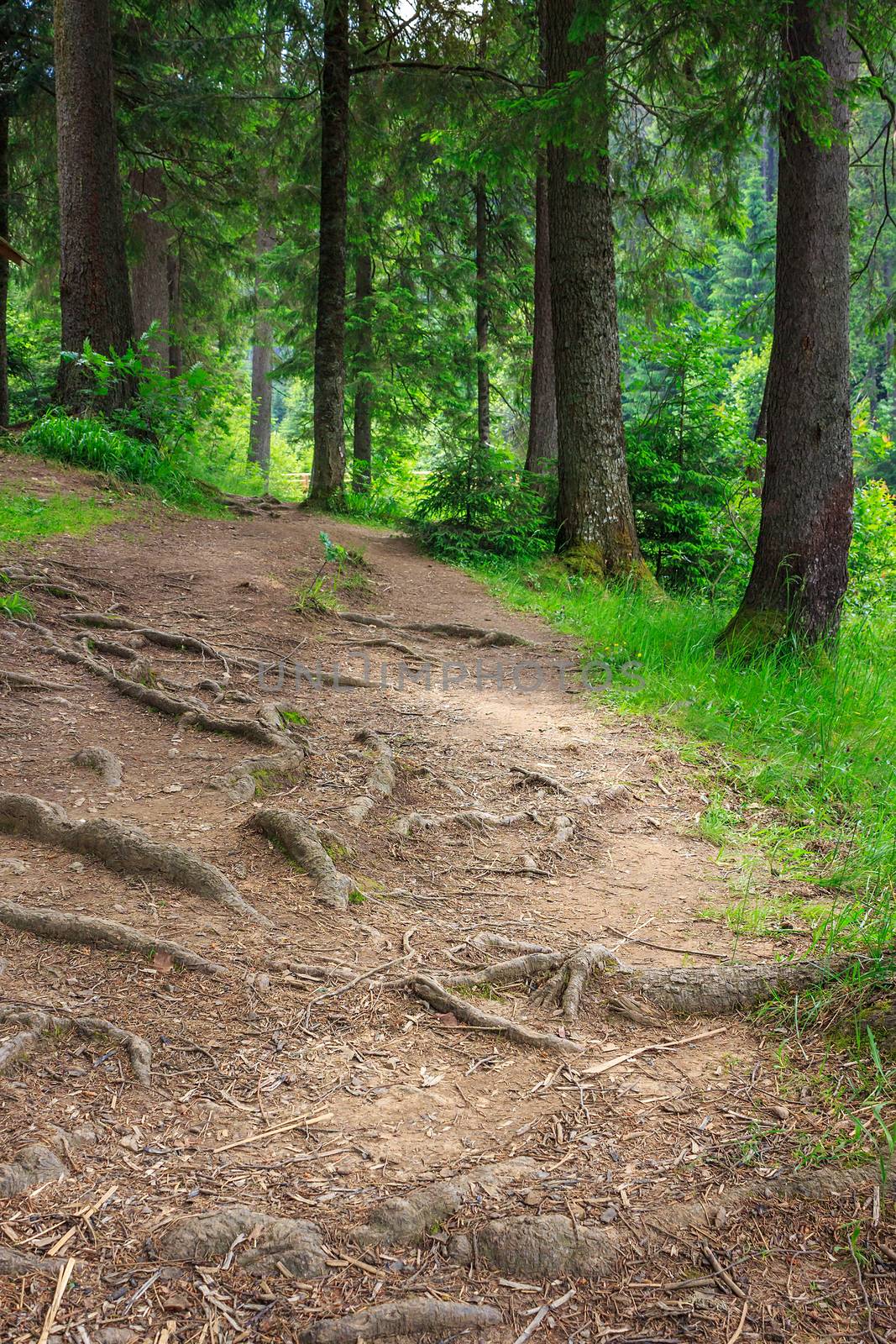 narrow trail with roots in the shade of pine trees of green forest