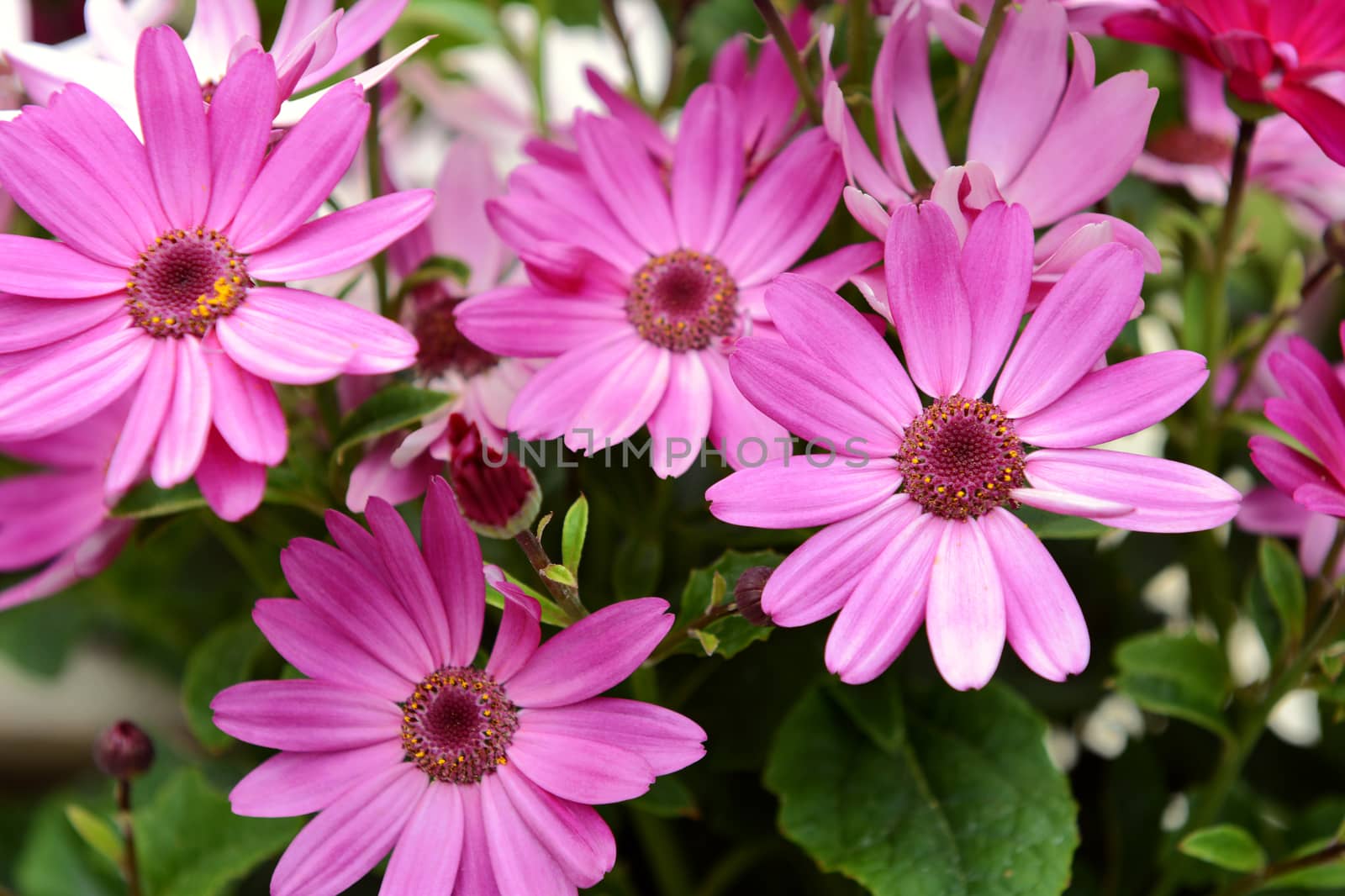 Four African daisies with vivid pink petals and green foliage. Selective focus on one bloom.