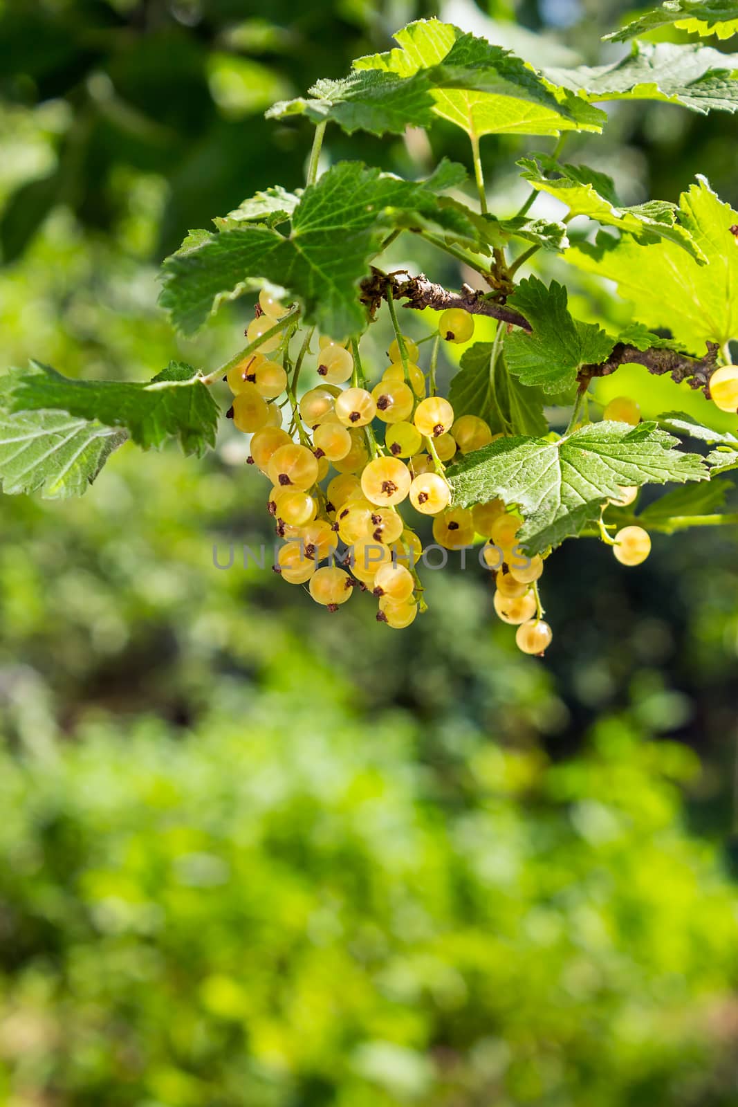 white currants on a blurred background of garden by Pellinni