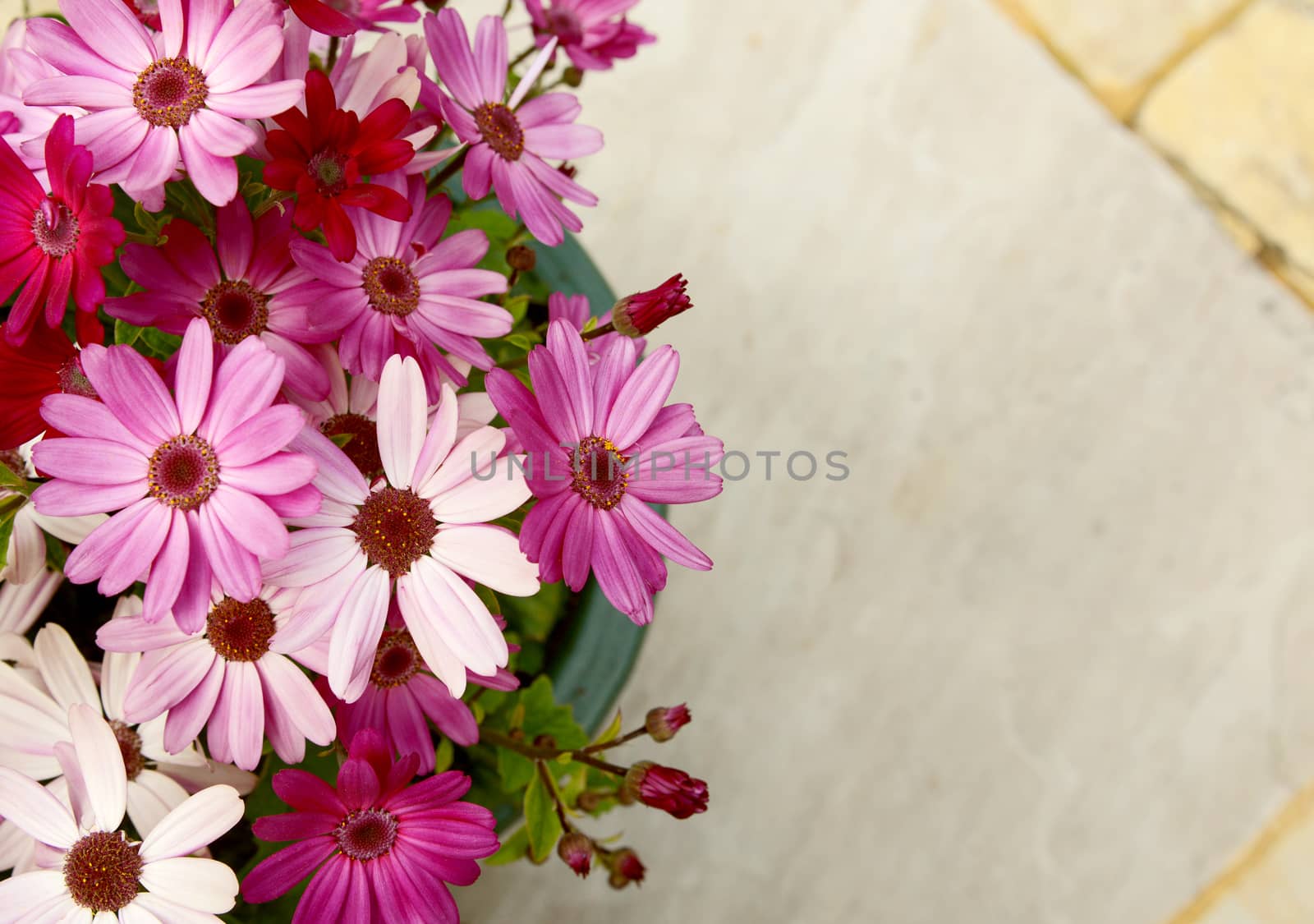 Flowerpot full of pink and magenta African daisies with copy space over stone patio slabs