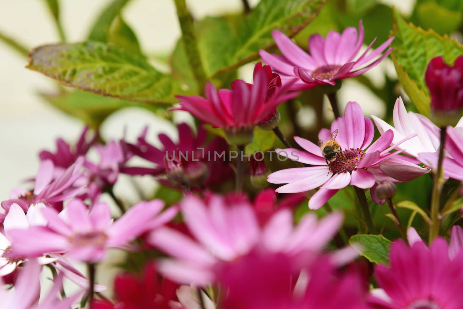 Focus on a small honeybee pollinating colourful pink African daisies in a garden