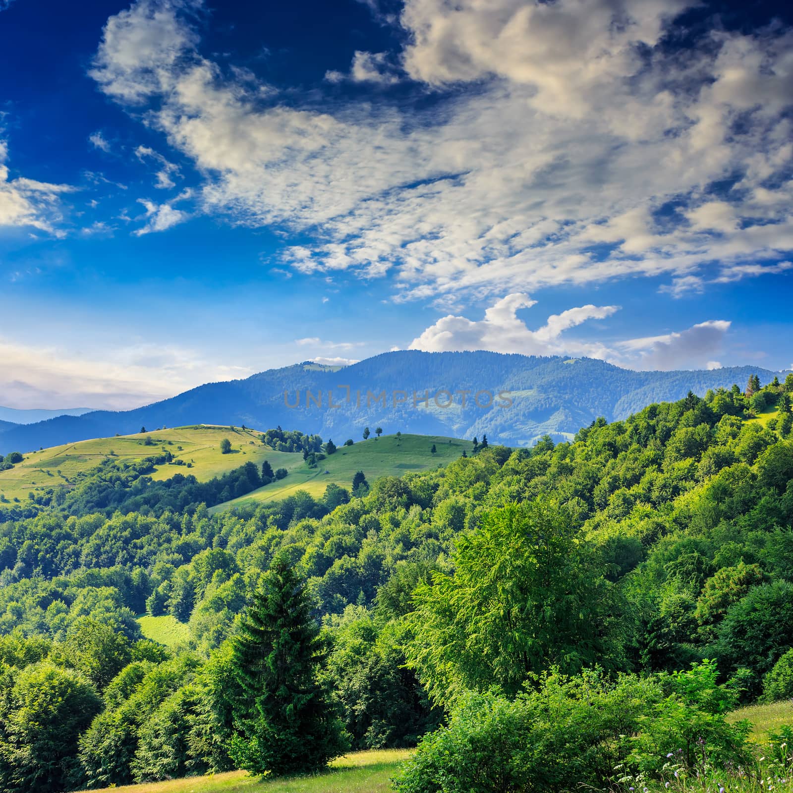 mountain summer landscape. pine tree near meadow and forest on hillside under  sky with clouds