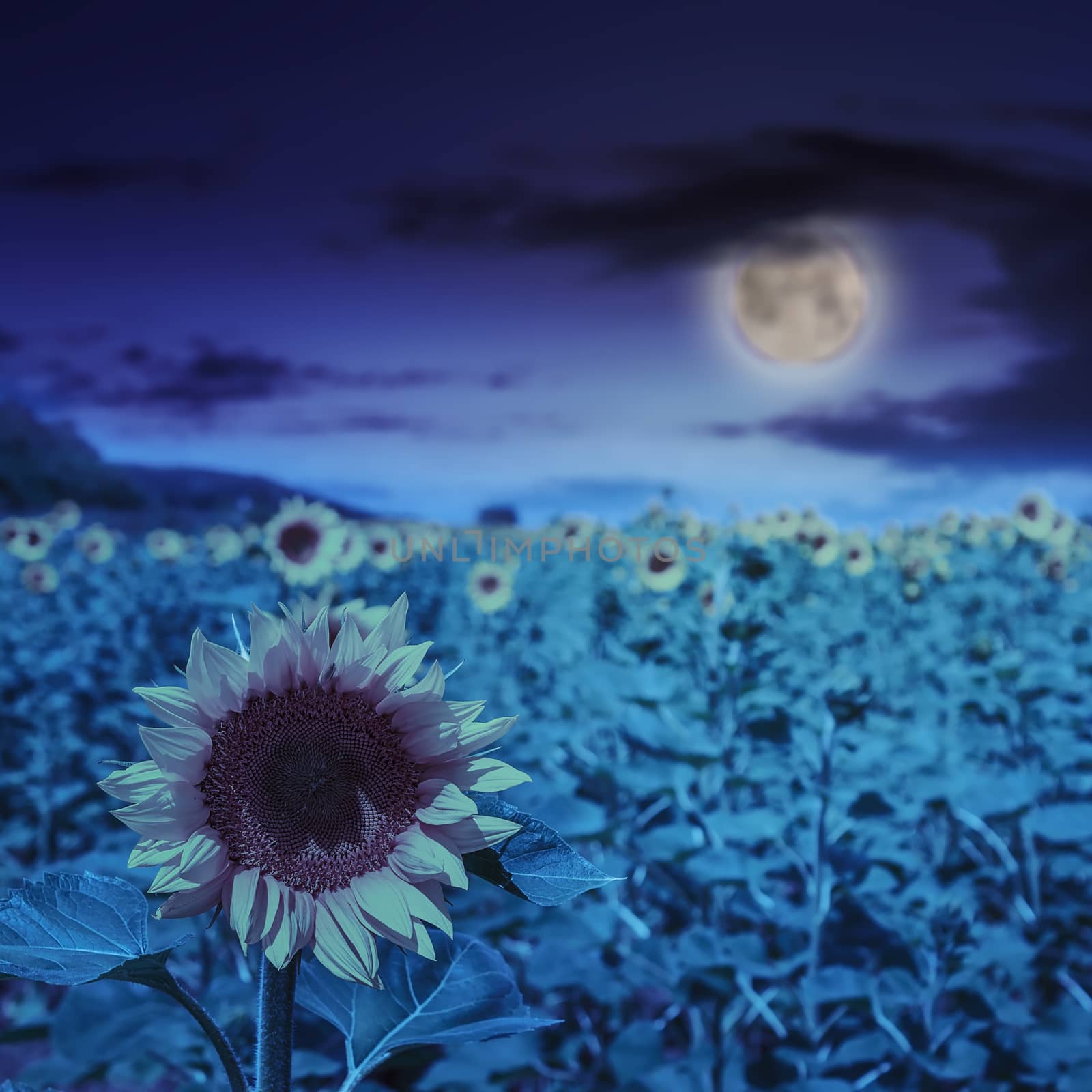 big yellow sunflower head in a field on a background of blue sky at night in moon light