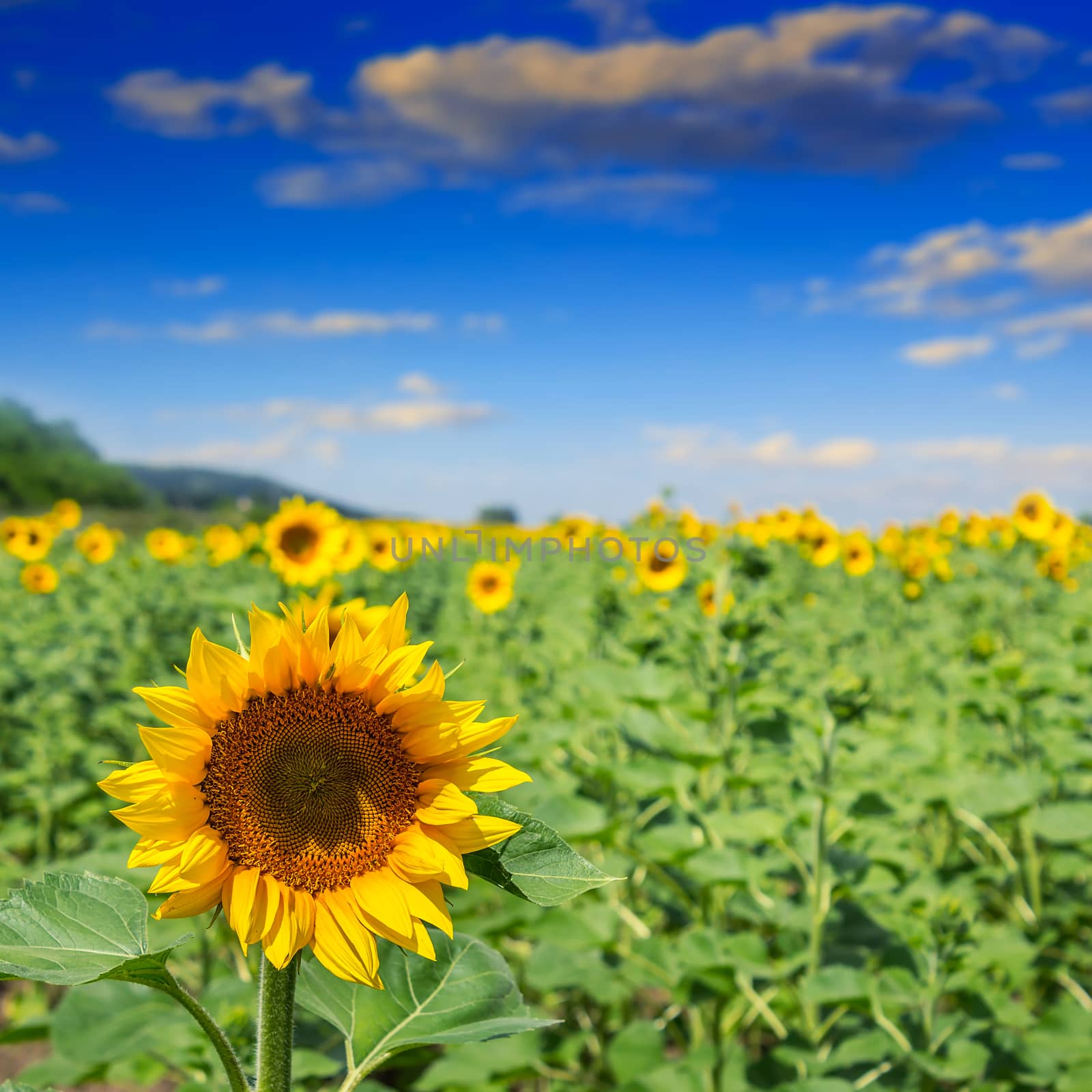 big yellow sunflower head in a field on a background of blue sky