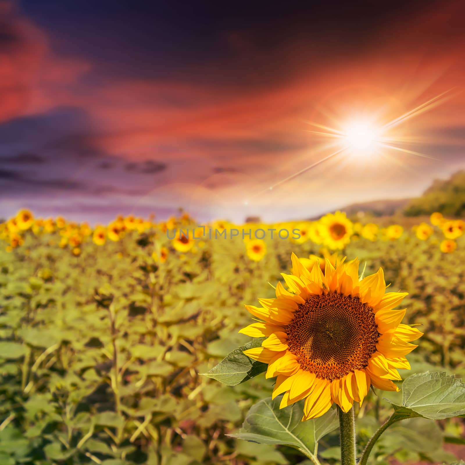 big yellow sunflower head in a field on a background of blue sky at sunset