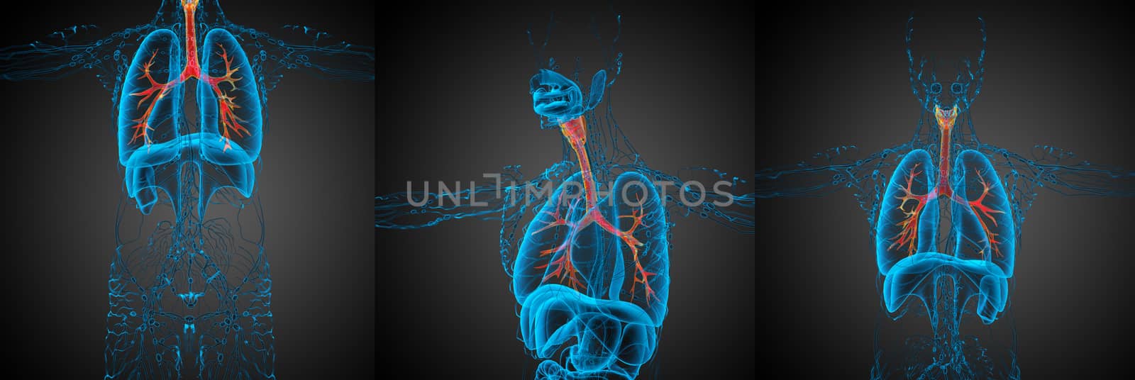 3D rendering medical illustration of the  bronchi 