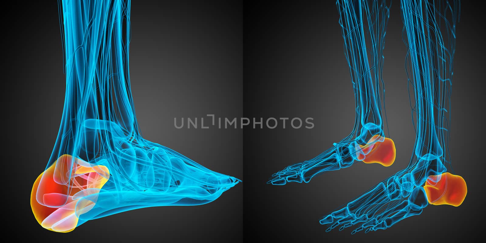 3d rendering medical illustration of the calcaneus bone