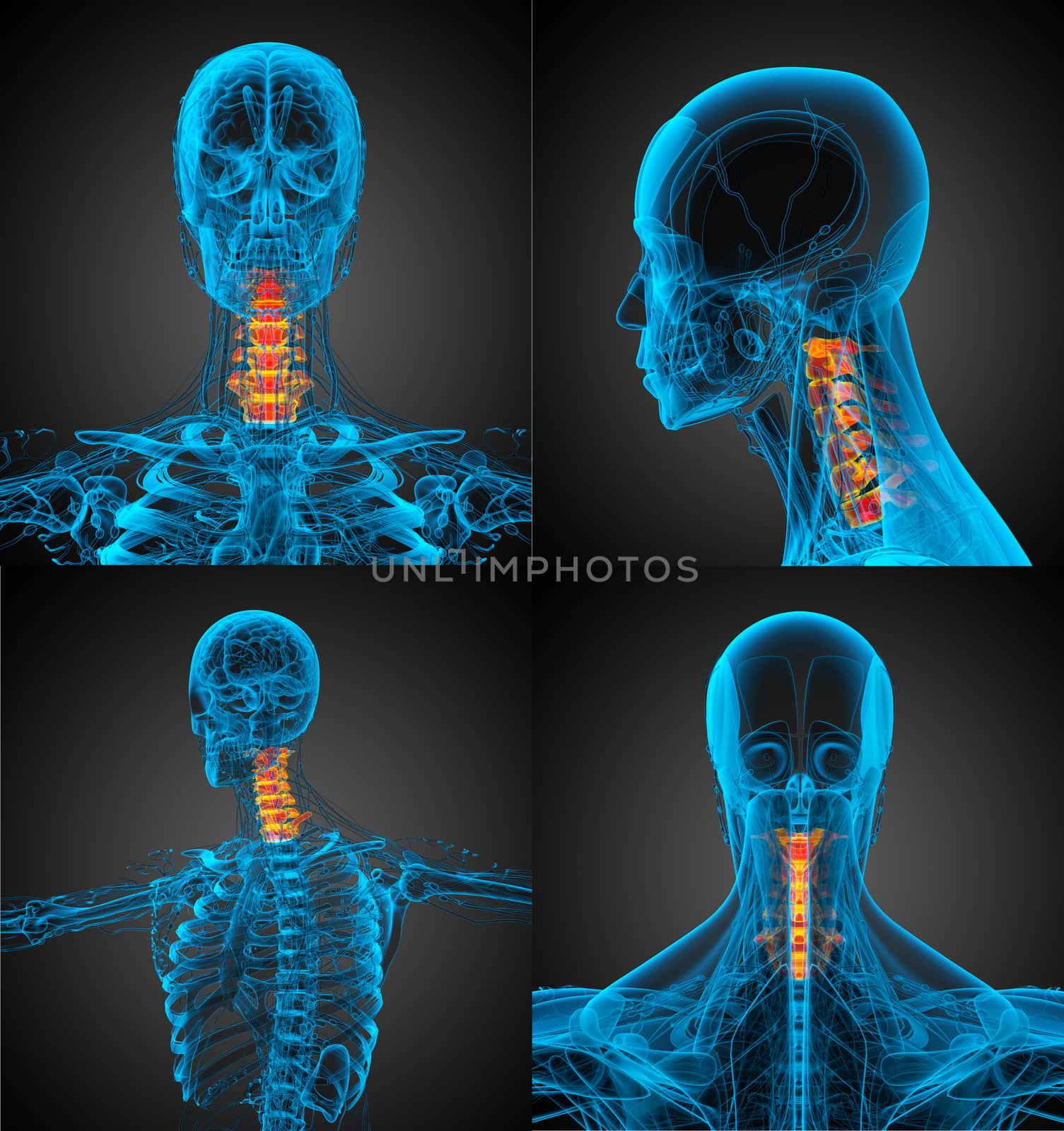 3d rendering medical illustration of the neck bone 