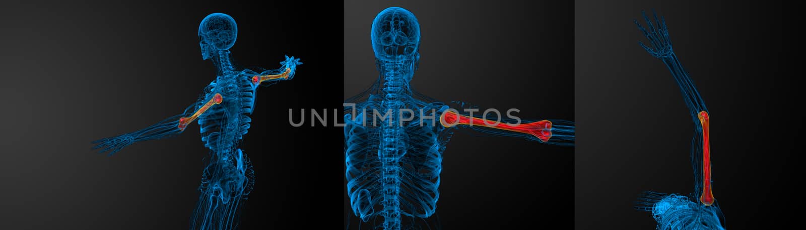 3d rendering medical illustration of the humerus bone