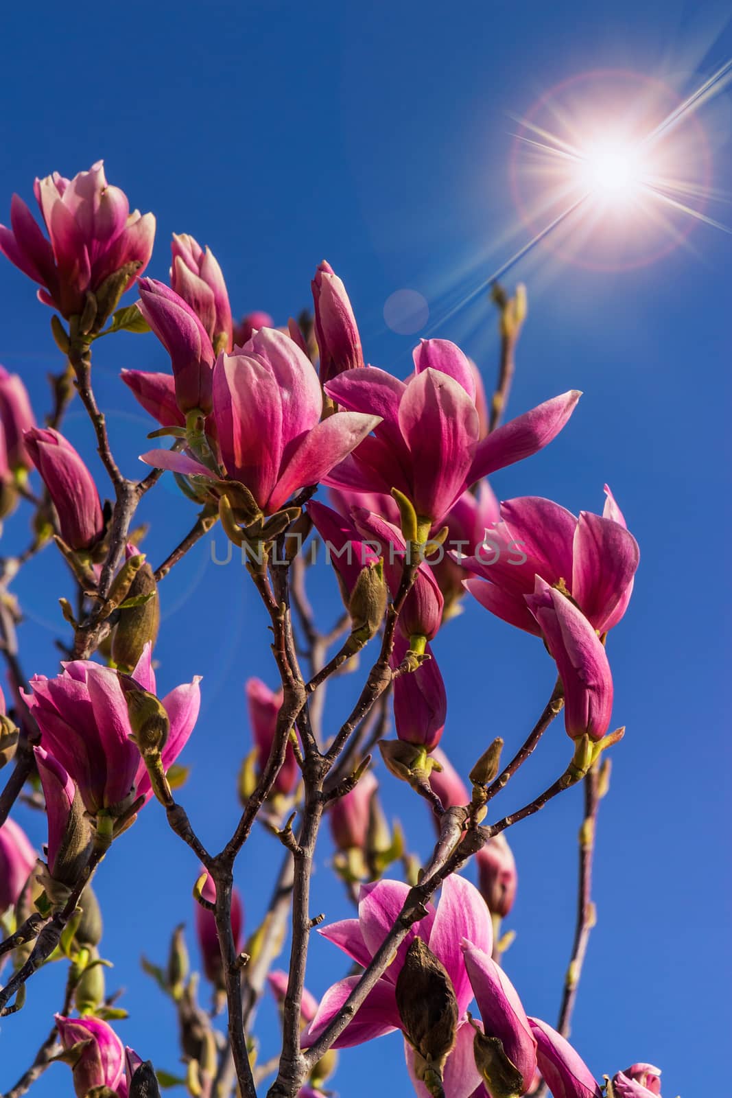 magnolia flowers on a blury background at sunset by Pellinni