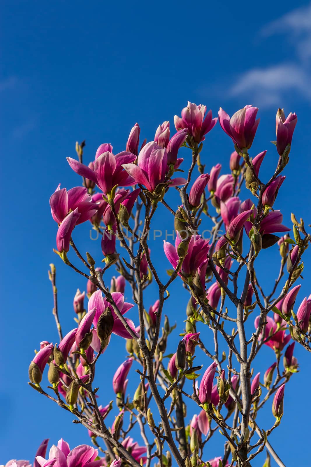 magnolia flowers close up on a blur blue sky background