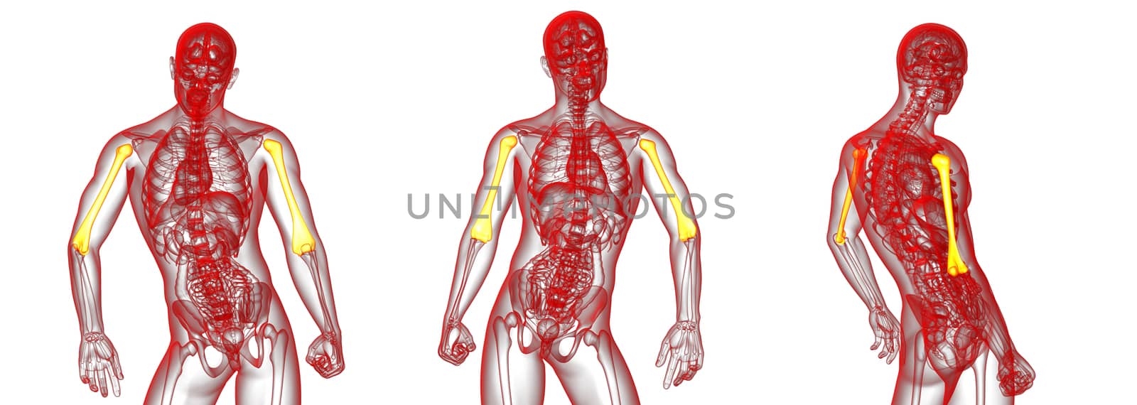 3d rendering medical illustration of the humerus bone